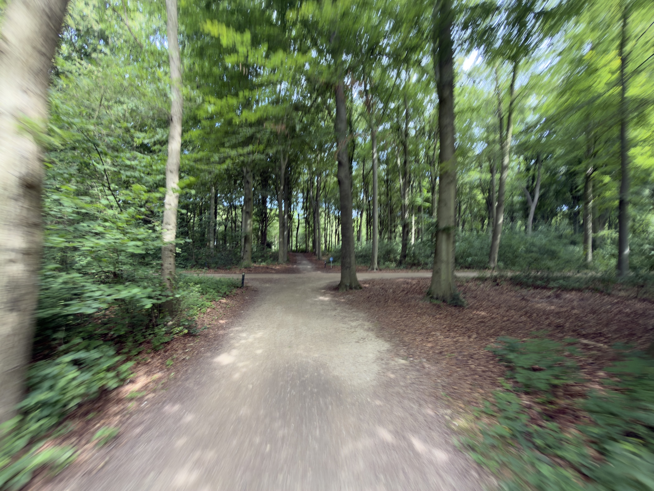 Motion-blurred earthen track running between tall straight trees in summer woodland.