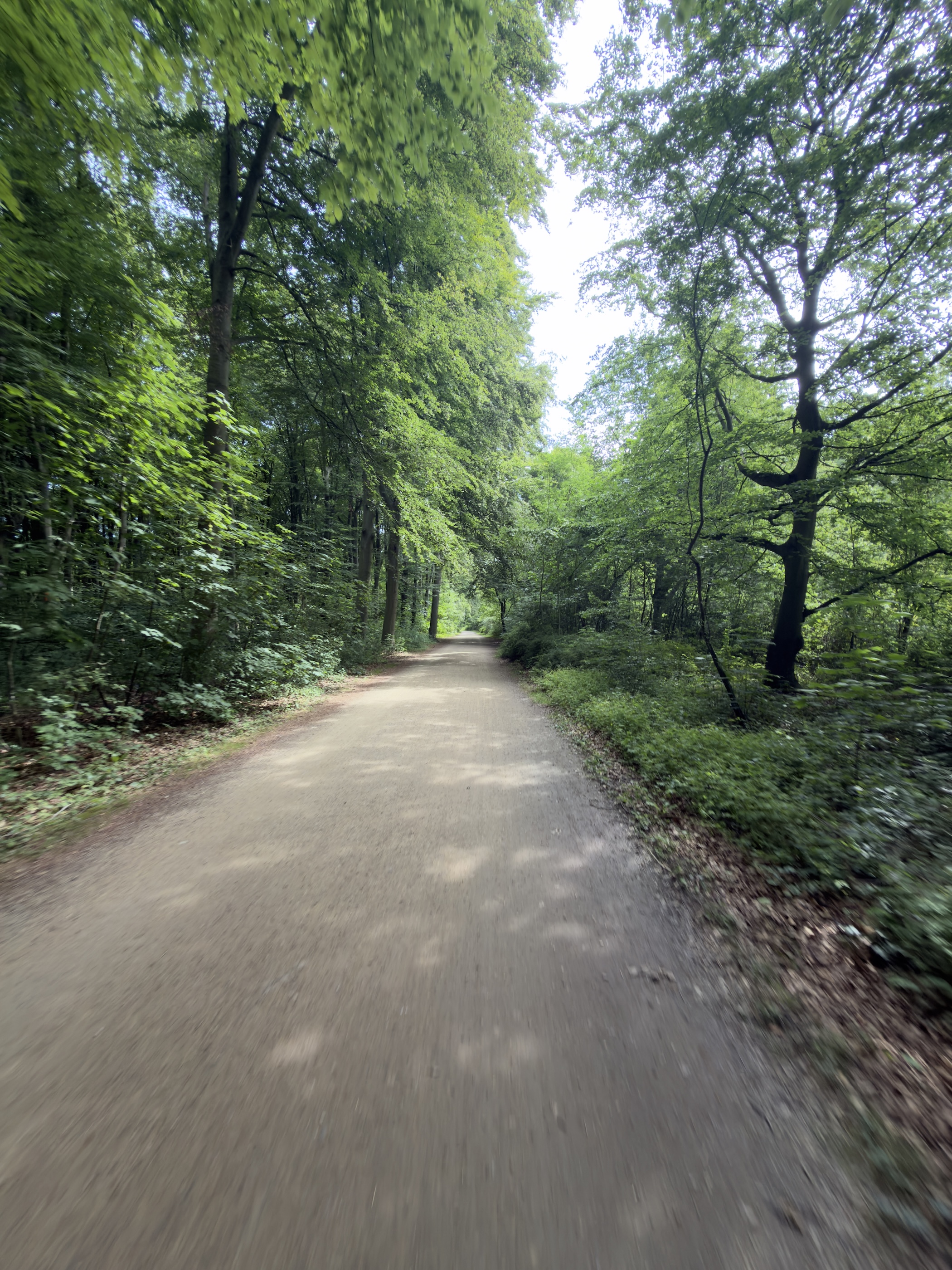 Sunlit unpaved forest path curving beneath a high green canopy.