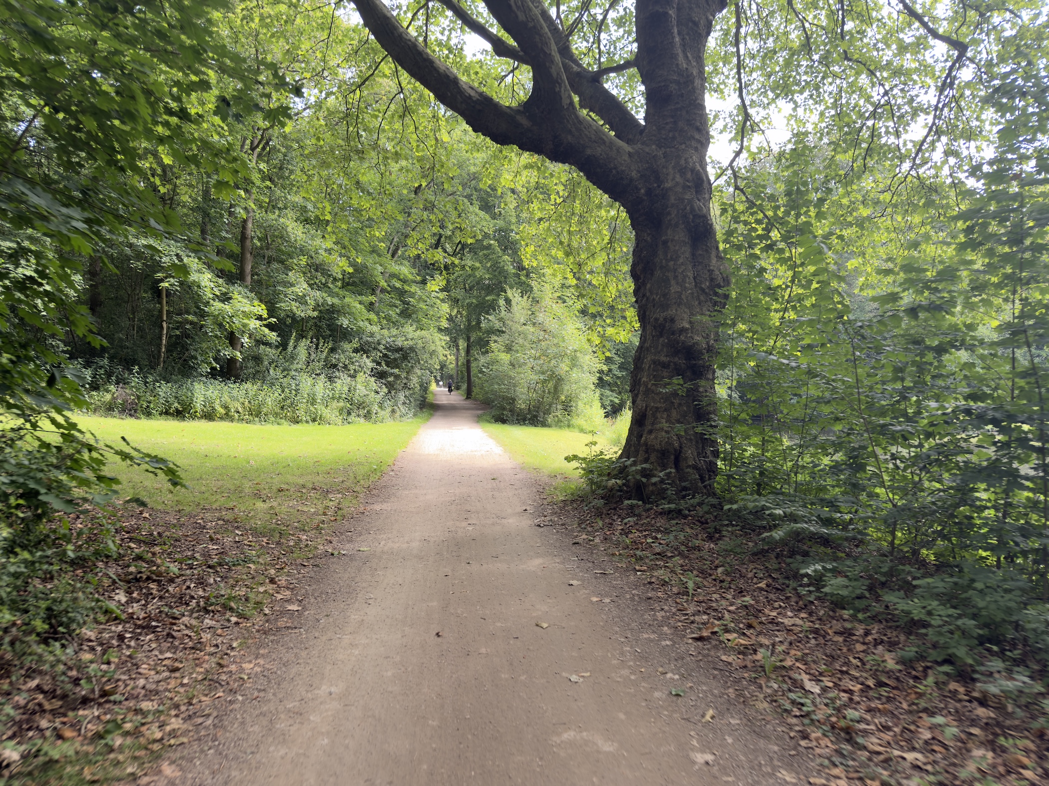 A large spreading tree overhanging a quiet gravel path beside a grassy clearing.