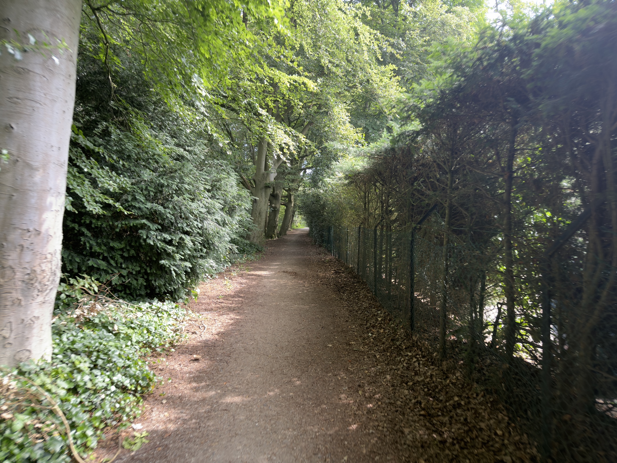 Narrow earthen path edged by a wire fence and overhanging trees, strewn with fallen leaves.