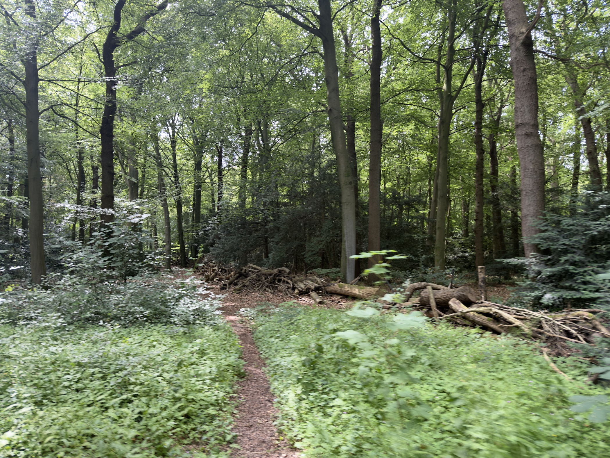 Faint singletrack trail winding through dense undergrowth and tall trees, with logs piled to the right.