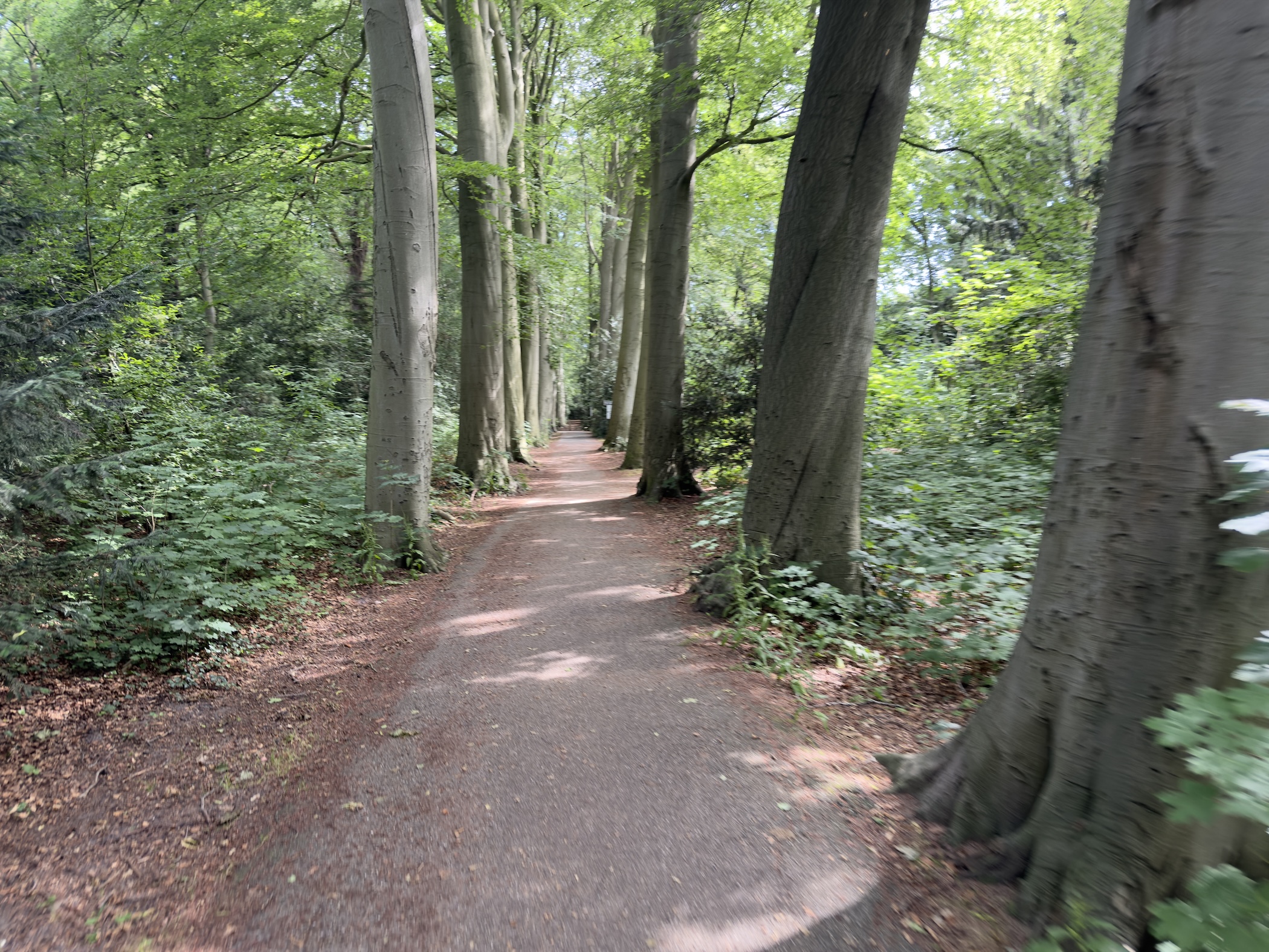 Reddish woodland path running dead straight between rows of tall beech trunks.