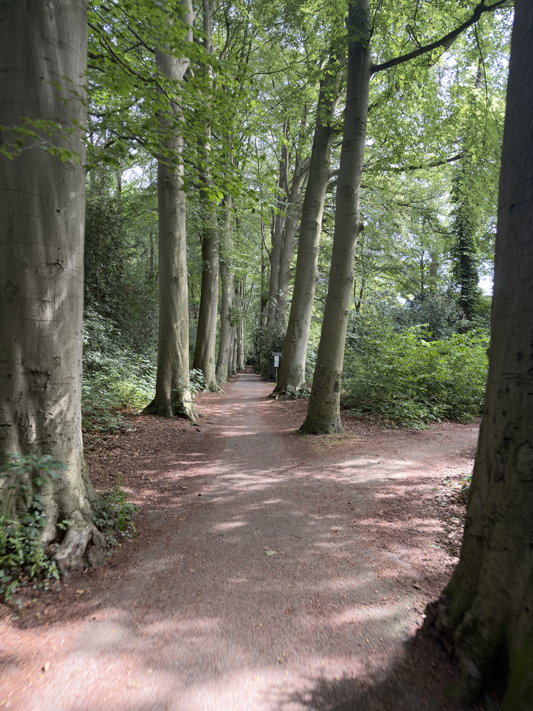 Sun-dappled forest track curving past smooth grey beech trunks and dense undergrowth.