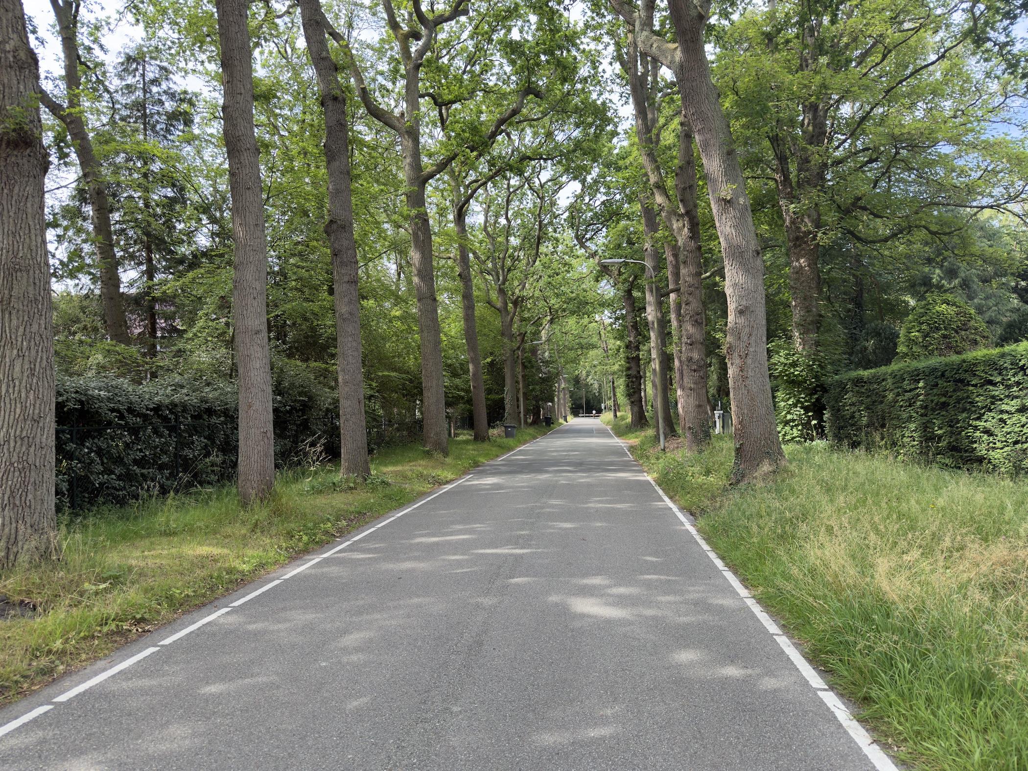 Smooth tarmac lane stretching ahead beneath an avenue of tall oak trees.