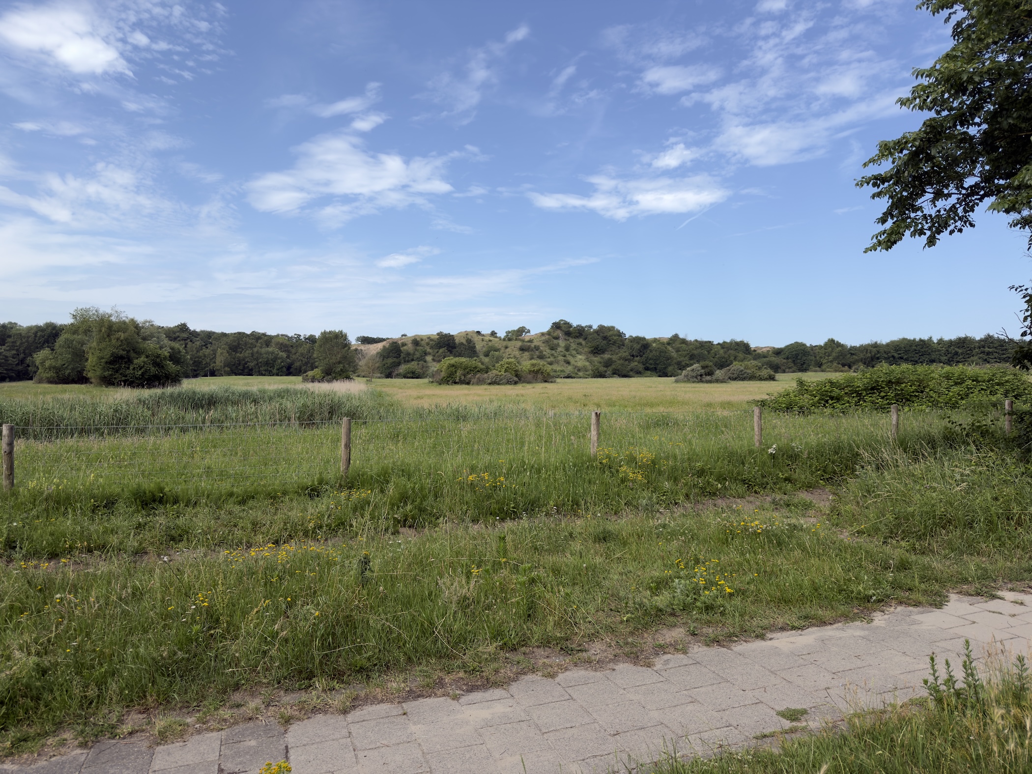 Grassy dune meadow behind a wooden post fence under a bright blue sky with wispy clouds.