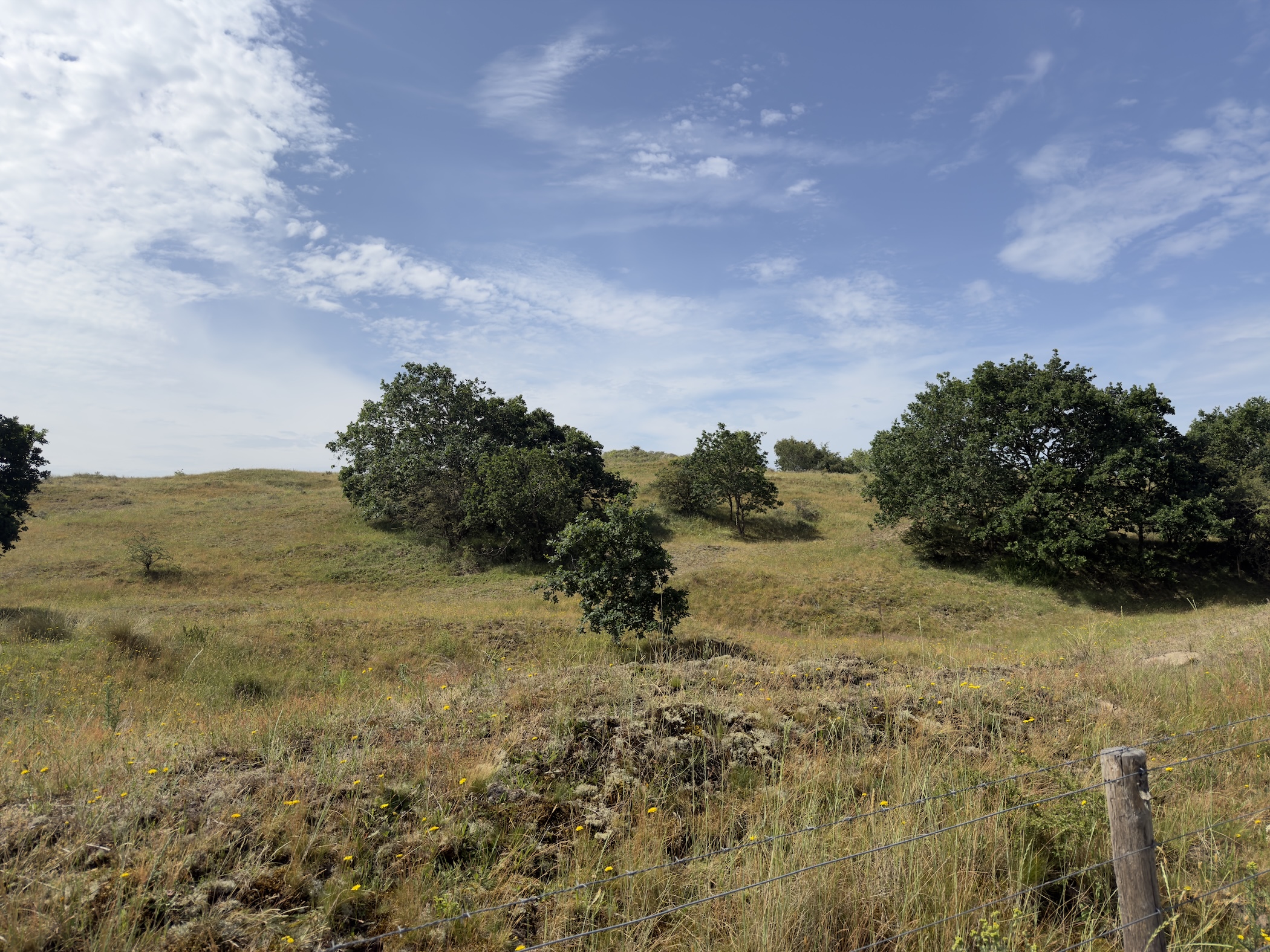Open dune grassland dotted with scattered shrubs and trees under a wide blue sky.