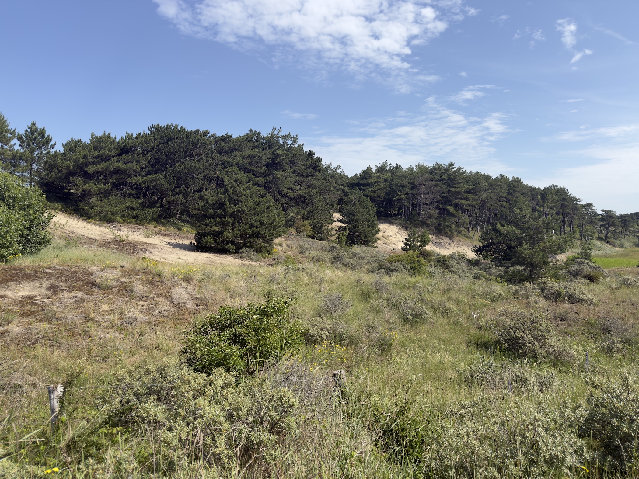 A dune ridge topped with dark pines rising above scrubby green vegetation.