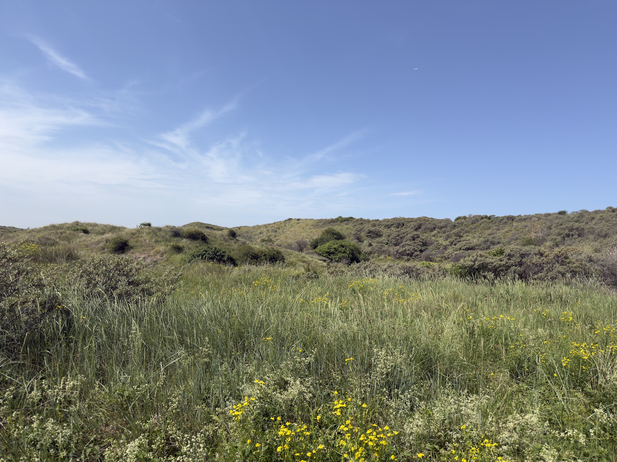 Rolling dune scrub with grasses and yellow wildflowers in the foreground.