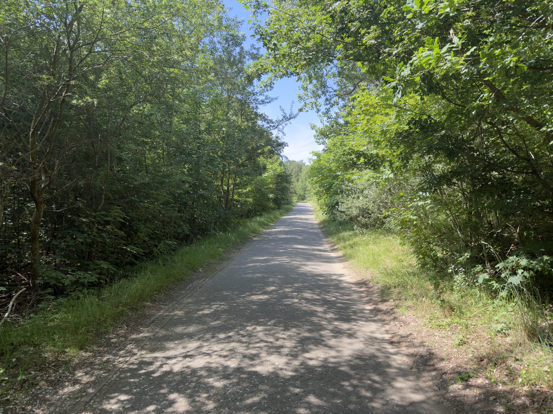 A paved cycle path running straight through shady deciduous woodland.