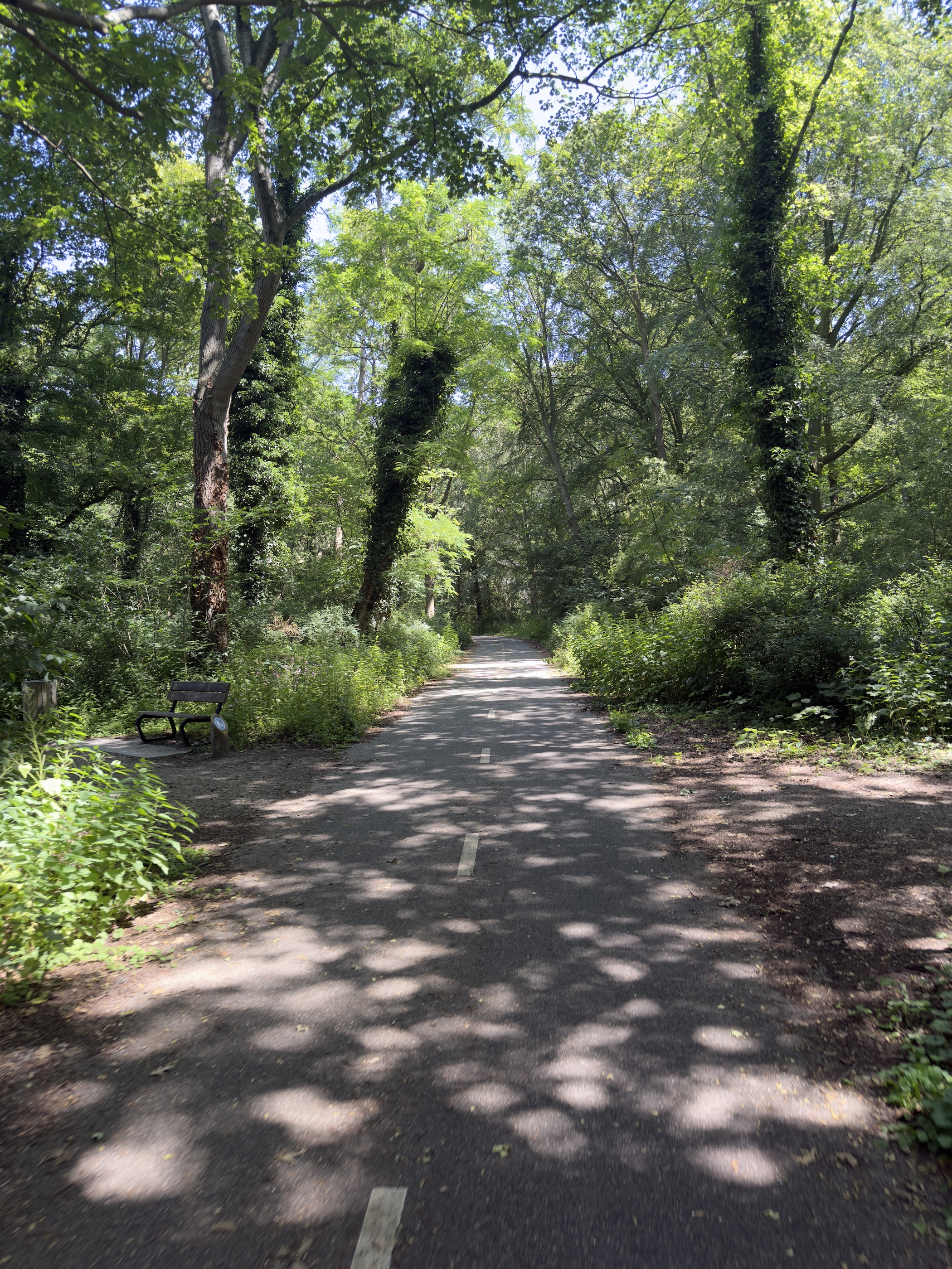 A shaded woodland path dappled with sunlight, a bench set among dense green trees.