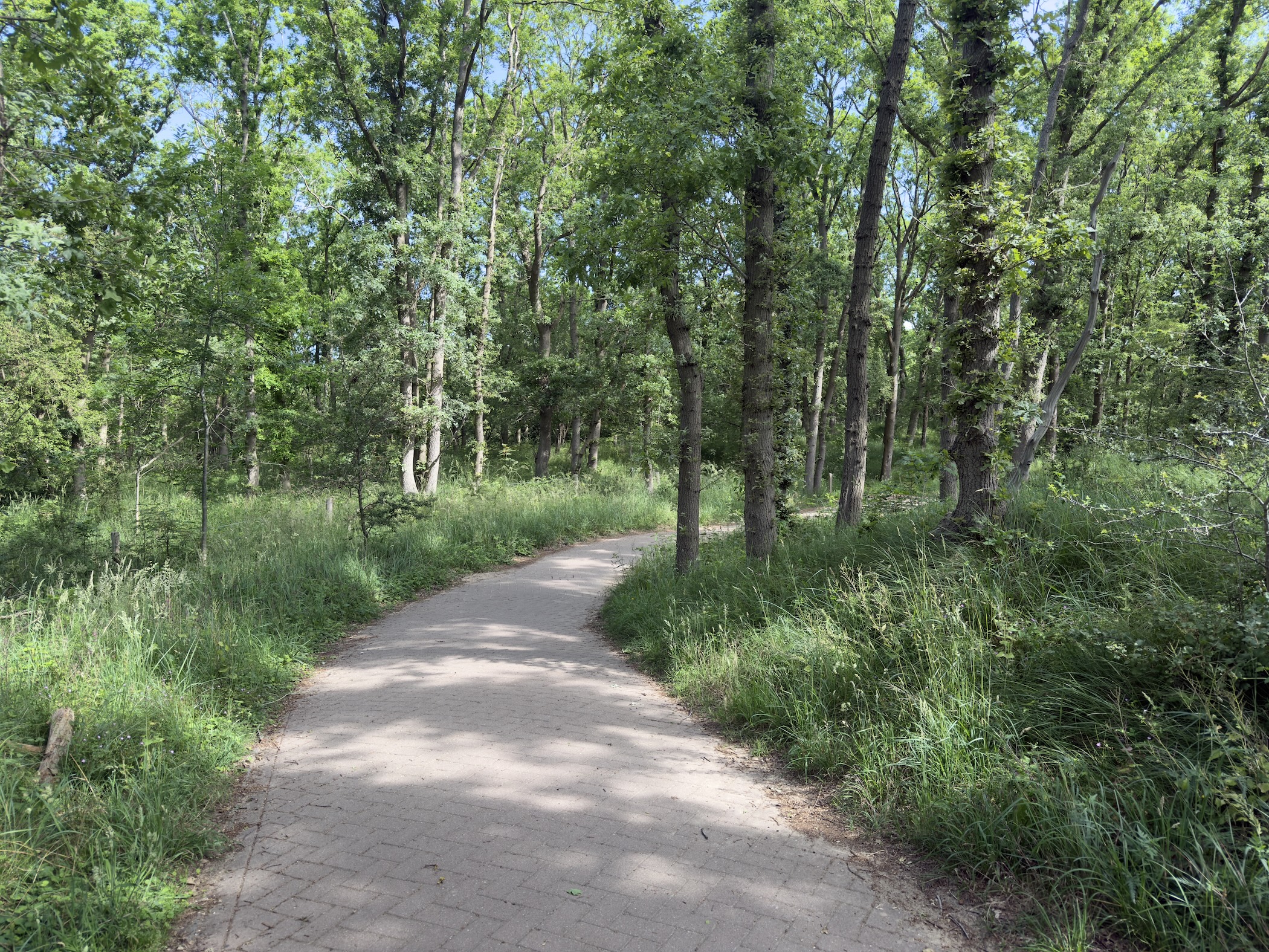 A brick path curving through open birch woodland with tall grass on either side.