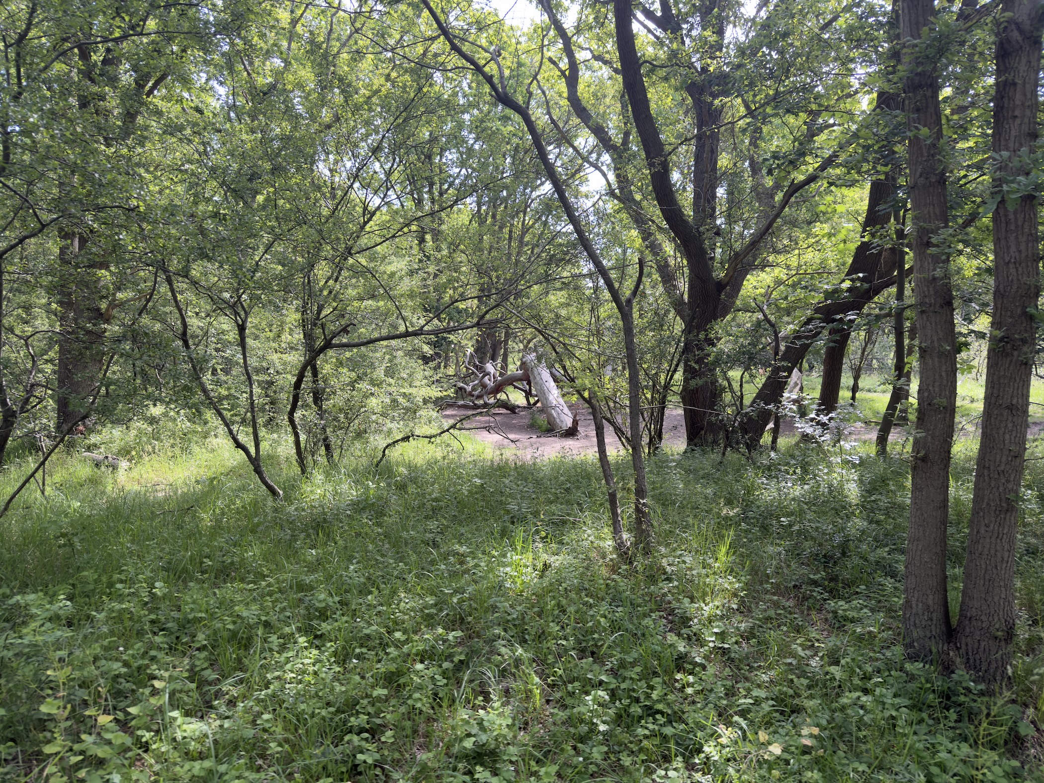 Dense green woodland with a clearing and fallen branches beyond lush undergrowth.