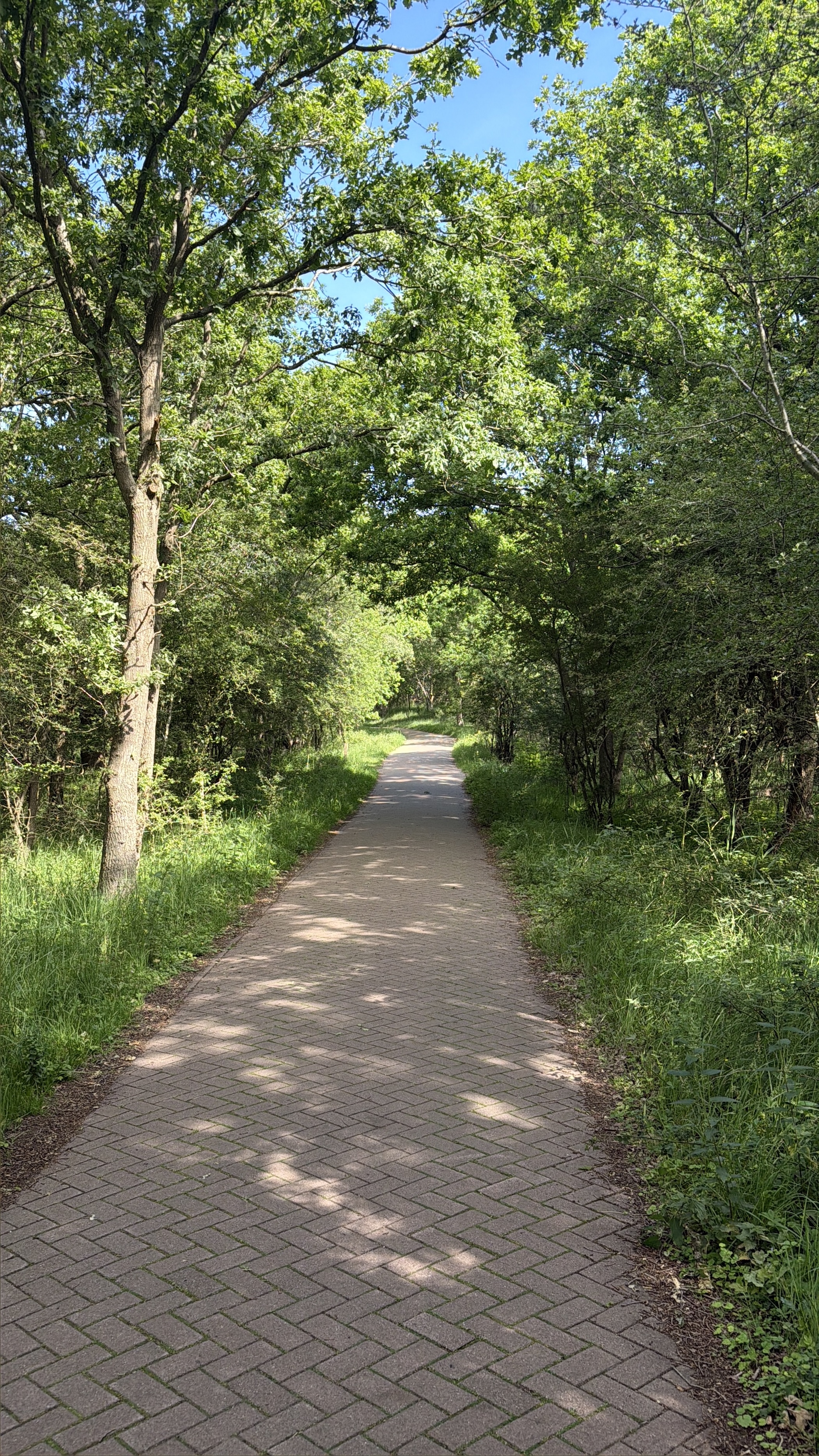 A brick path leading into a leafy tunnel of trees with dappled sunlight on the ground.