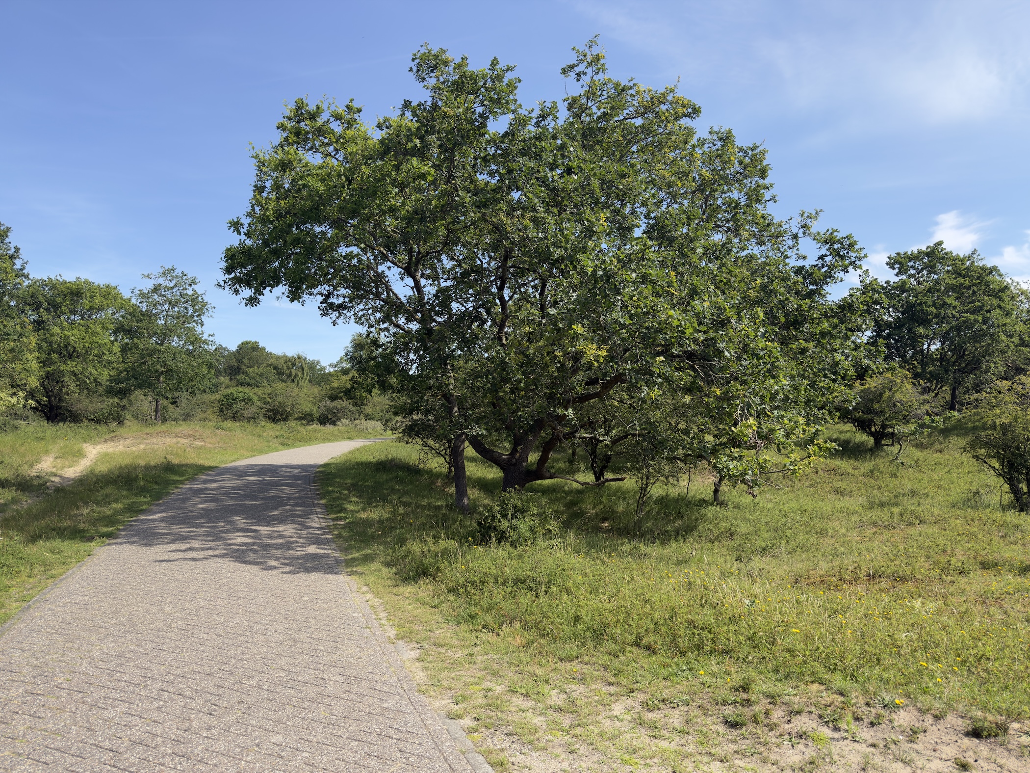 A paved path beside a broad spreading tree on open dune grassland under blue sky.