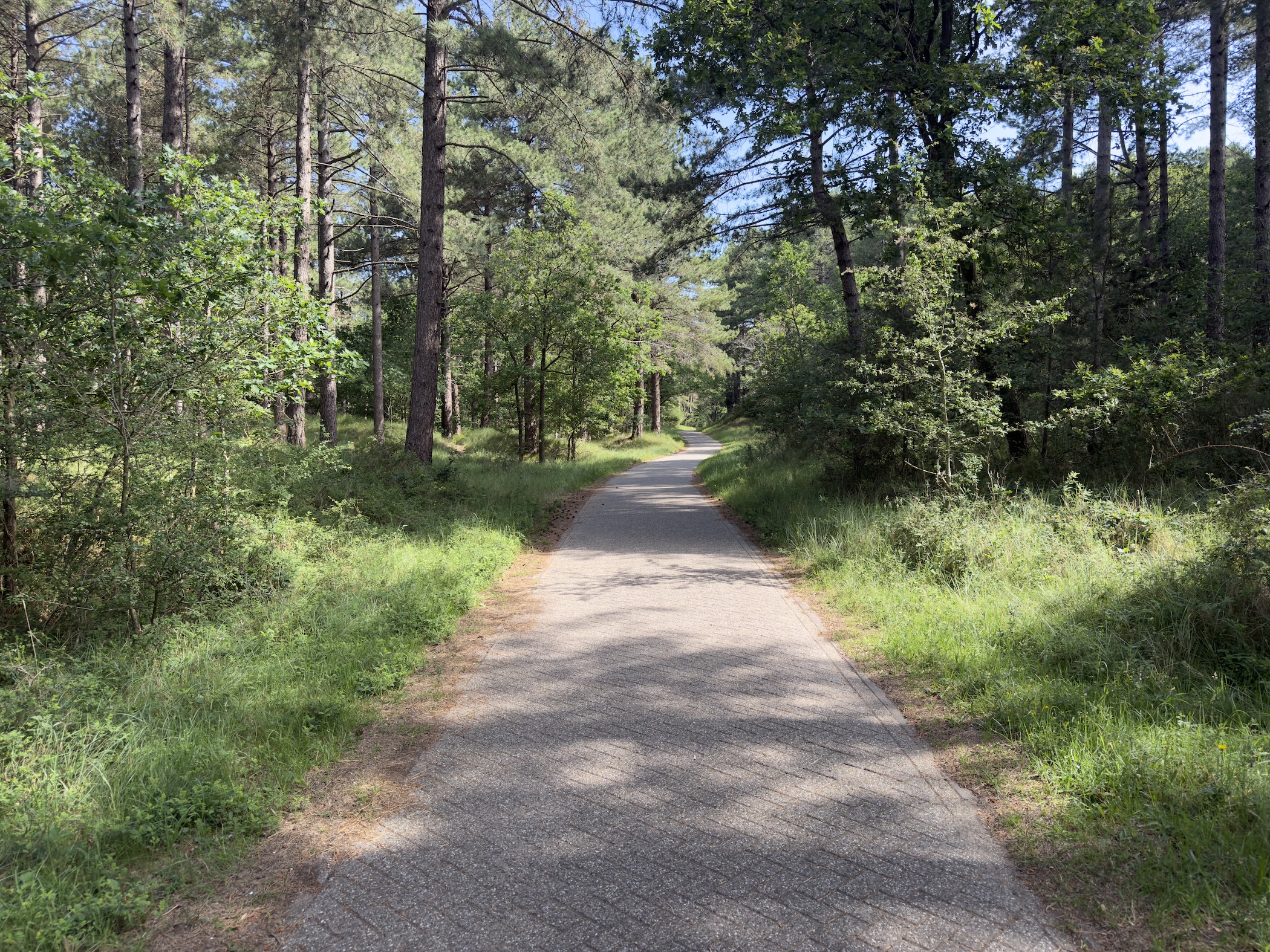 A path winding through tall pines and broadleaf trees in mixed dune forest.