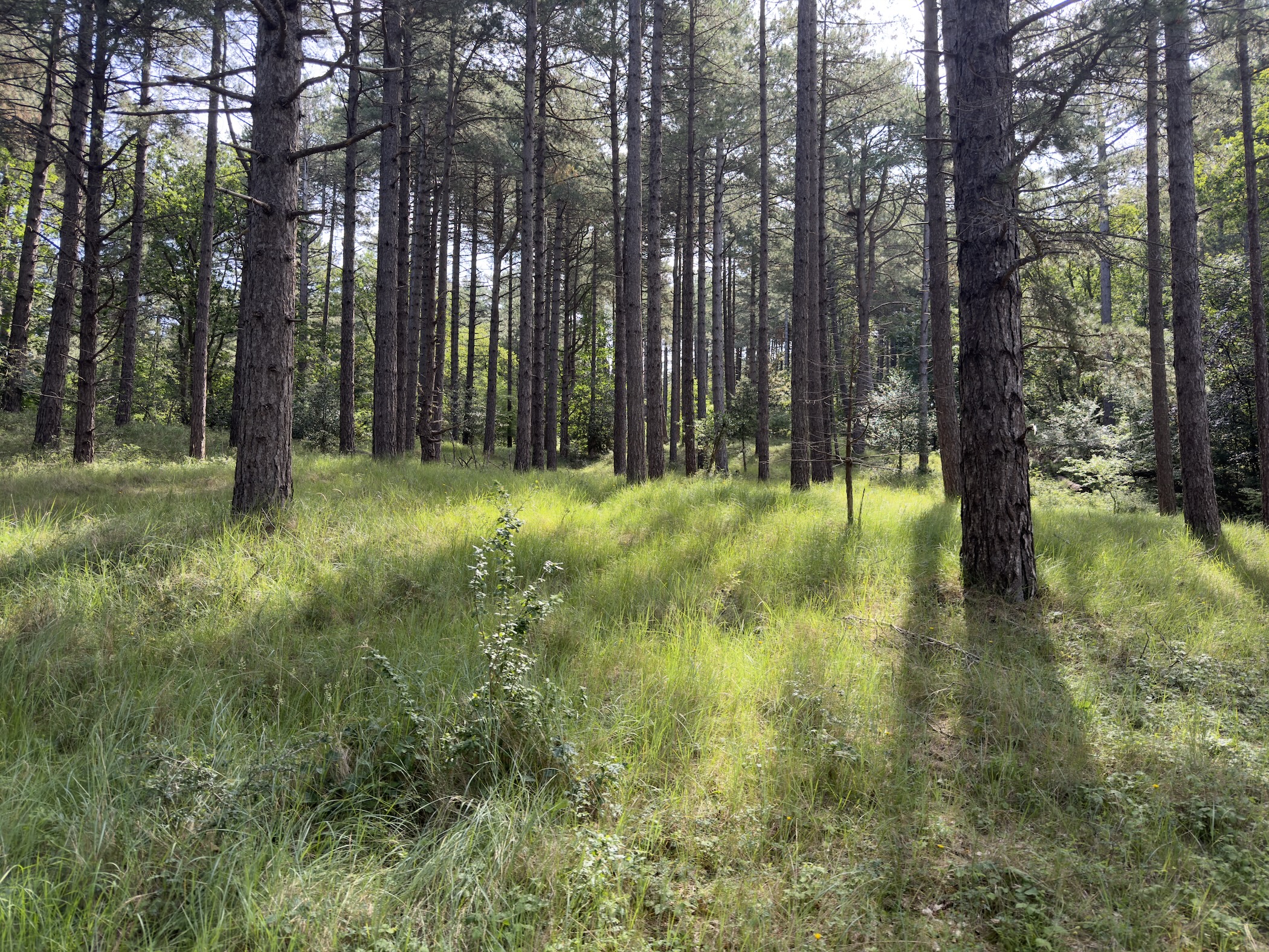 Sunlit grassland beneath an open stand of slender pine trunks casting long shadows.