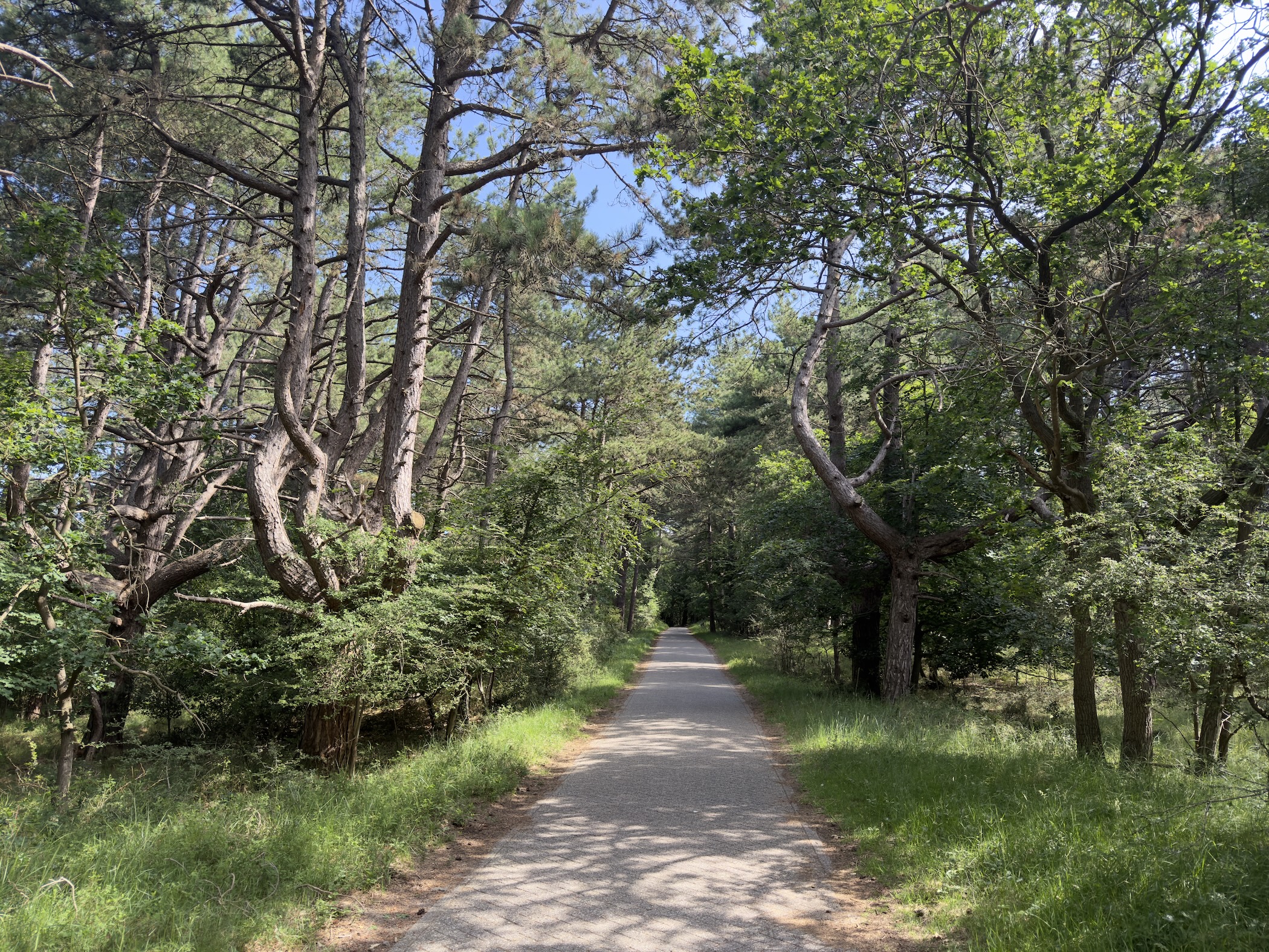 A narrow path running through pine and gnarled coastal woodland into the distance.
