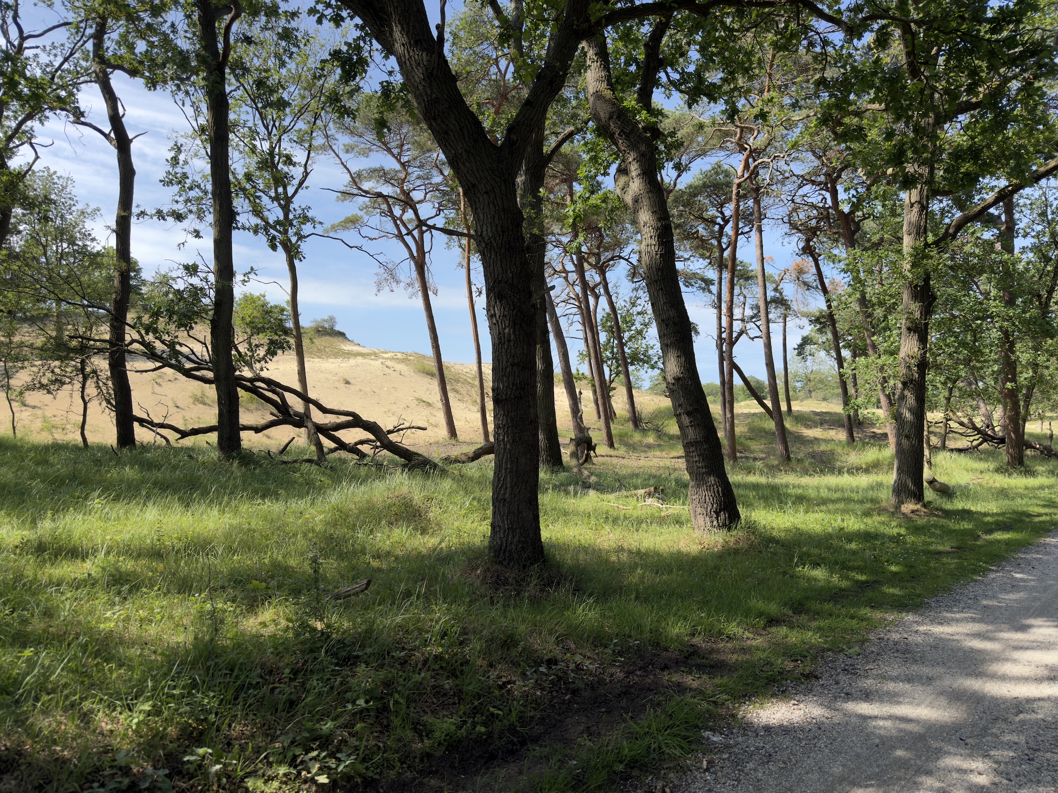 Sunlit oak and pine woodland beside a gravel path, with a grassy dune rising behind.