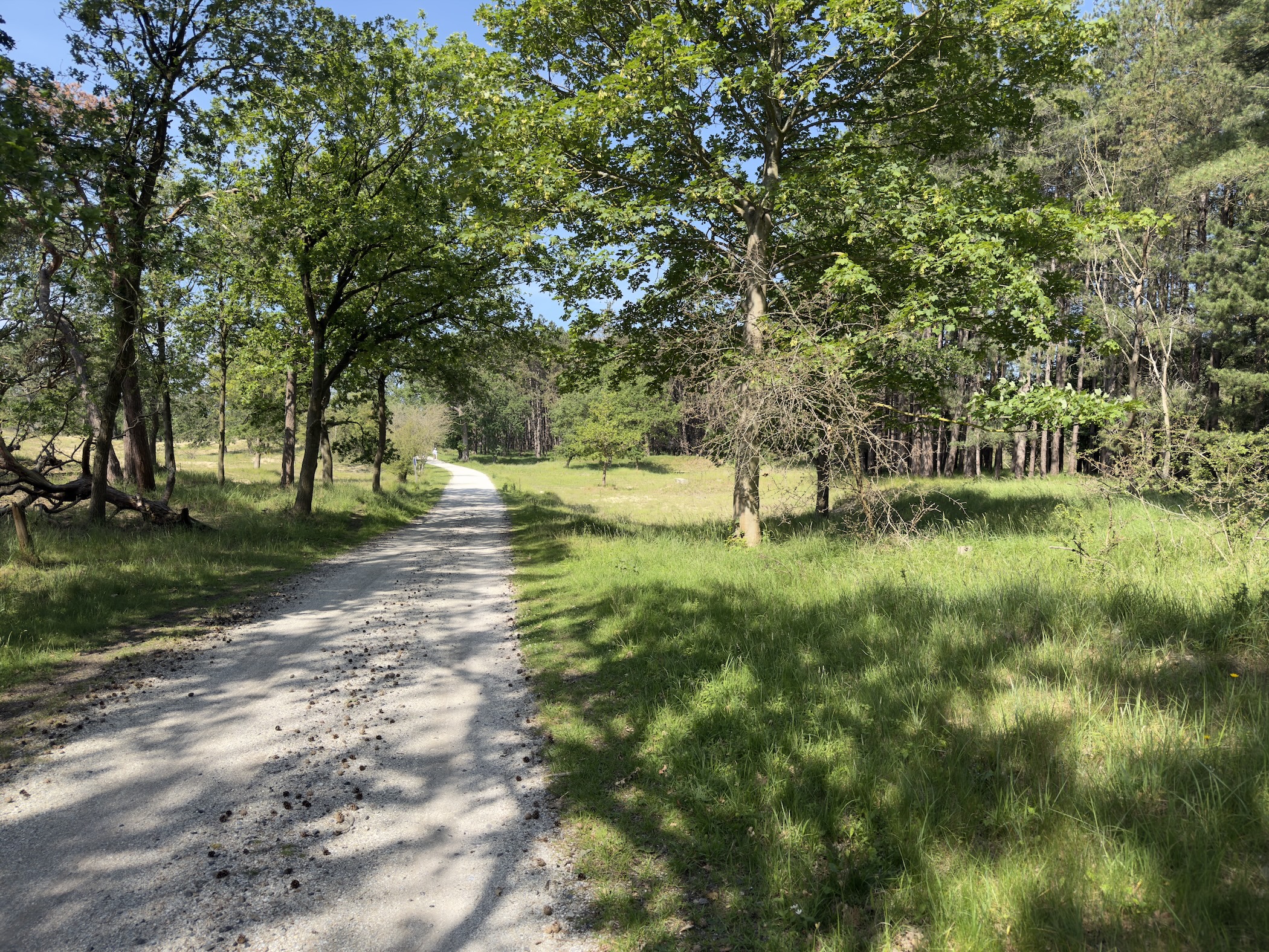 A pale gravel track curving through open woodland, dappled with shade from leafy trees.
