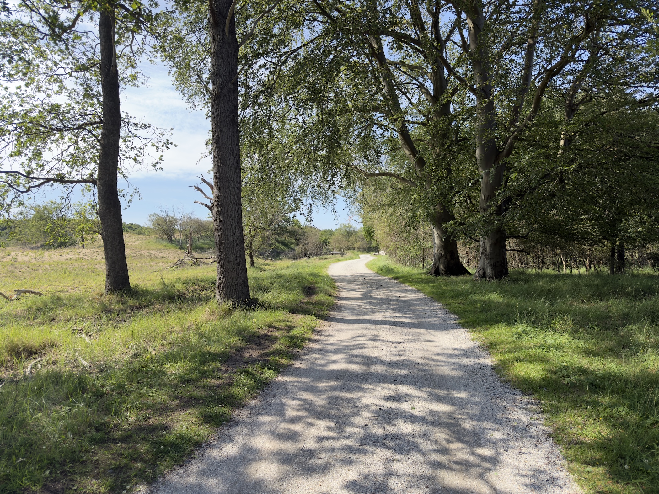 A sandy track lined with tall trees, opening onto rough heath and dune grassland.