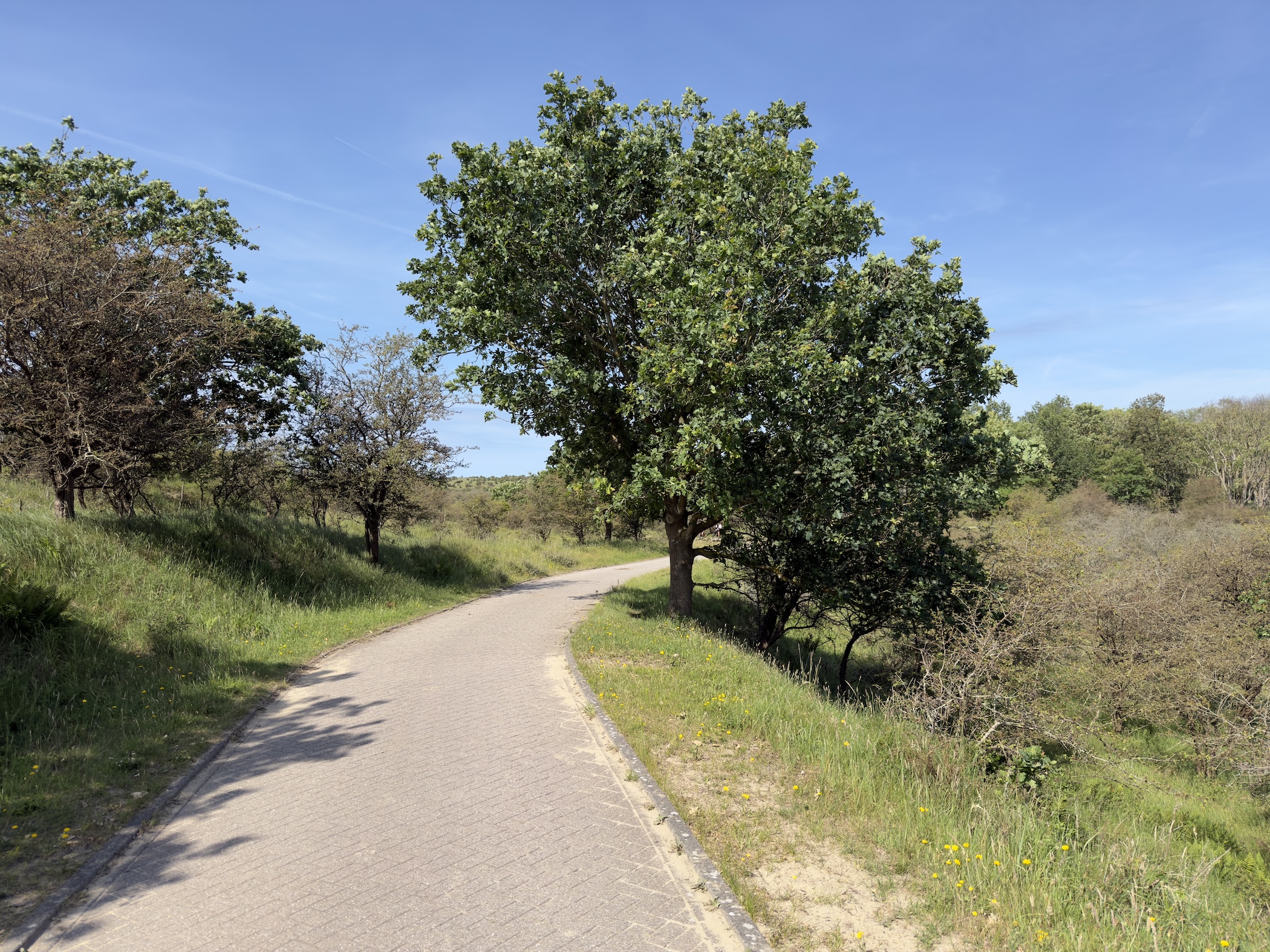 A paved cycle path bending past a broad green tree and low grassy dune slopes.