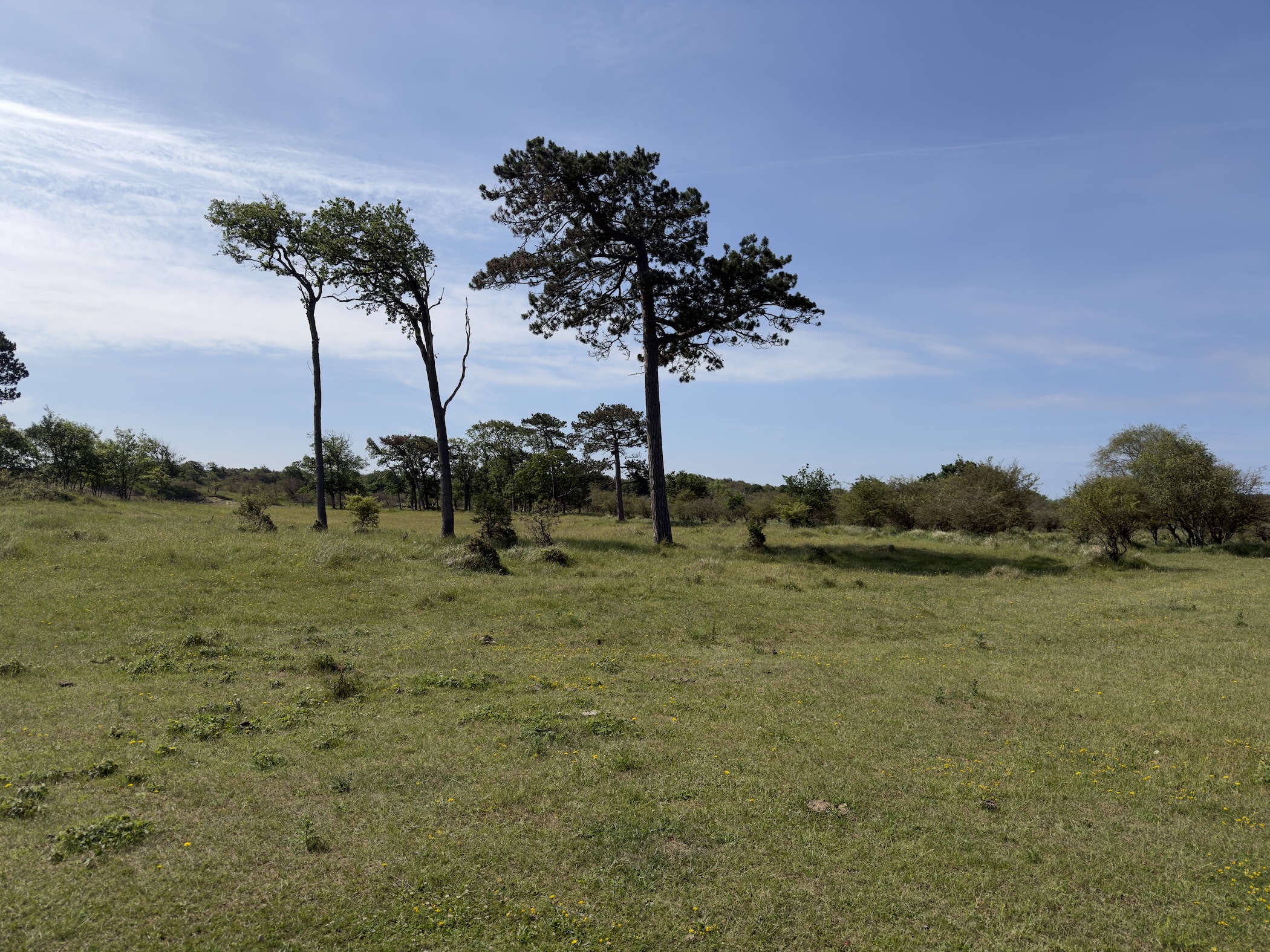 Wind-shaped pine trees standing on rough grassland beneath a wide pale-blue sky.