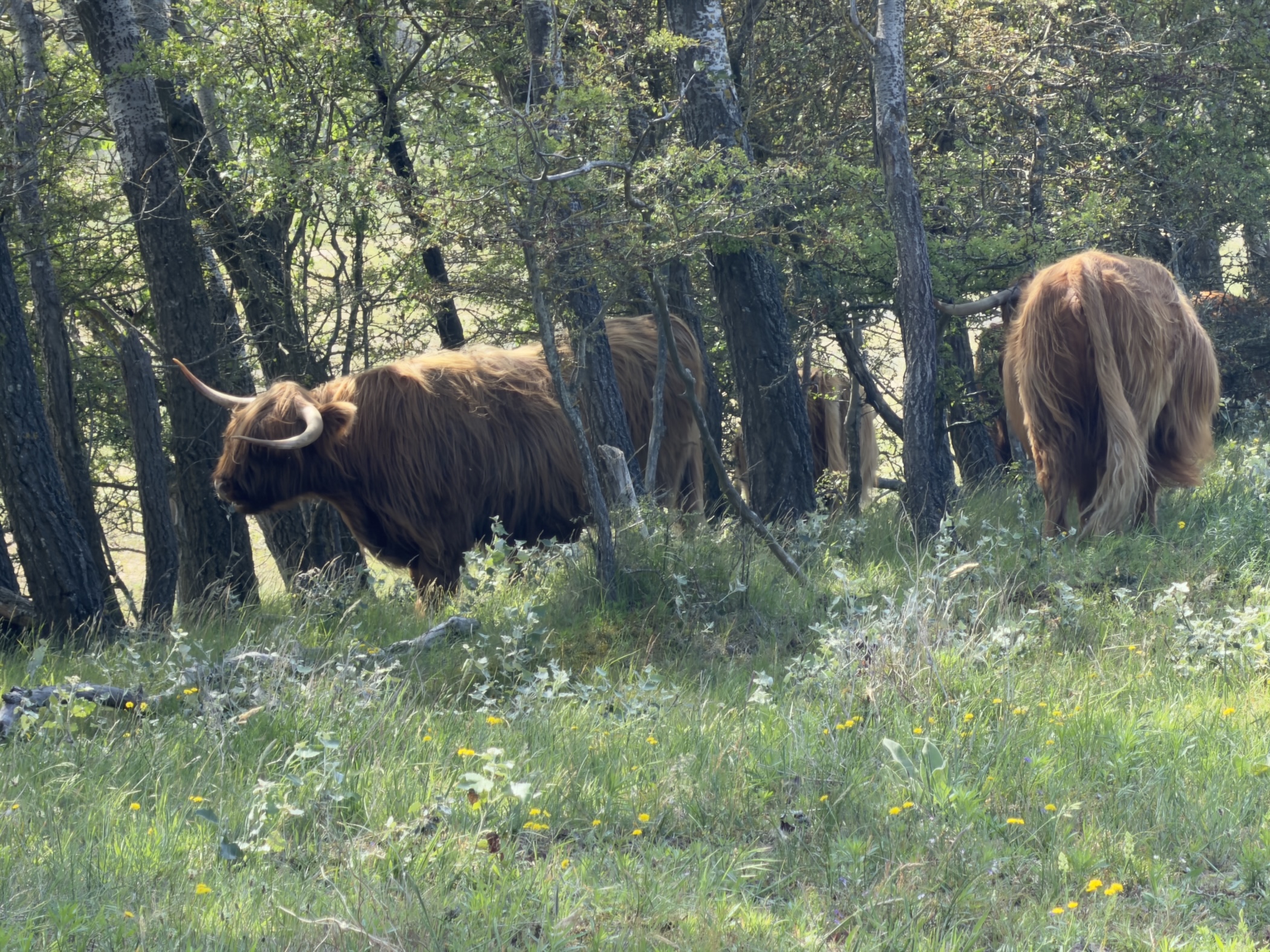 Two shaggy Highland cattle grazing among trees in dappled woodland and flowering grass.