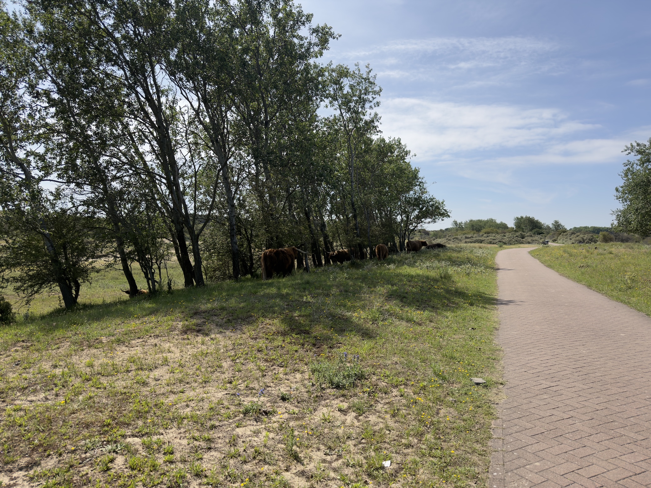 A red-brick cycle path running past trees where Highland cattle rest in the shade.