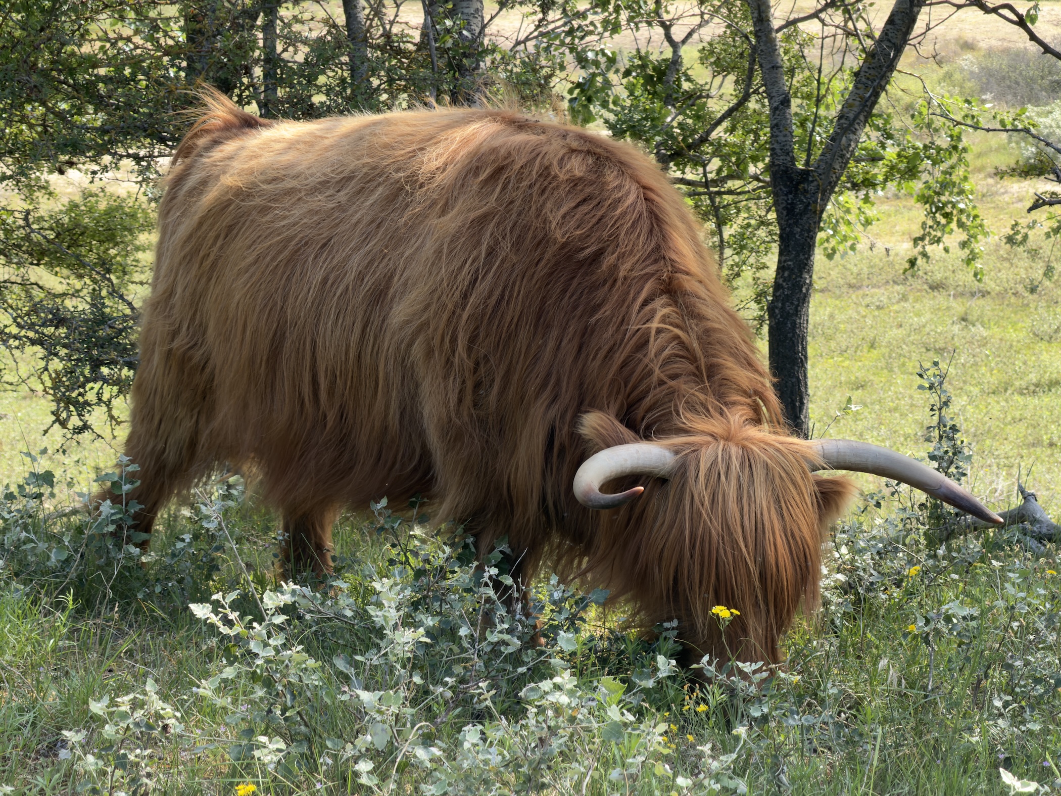 A single ginger Highland cow with curved horns grazing among white wildflowers.