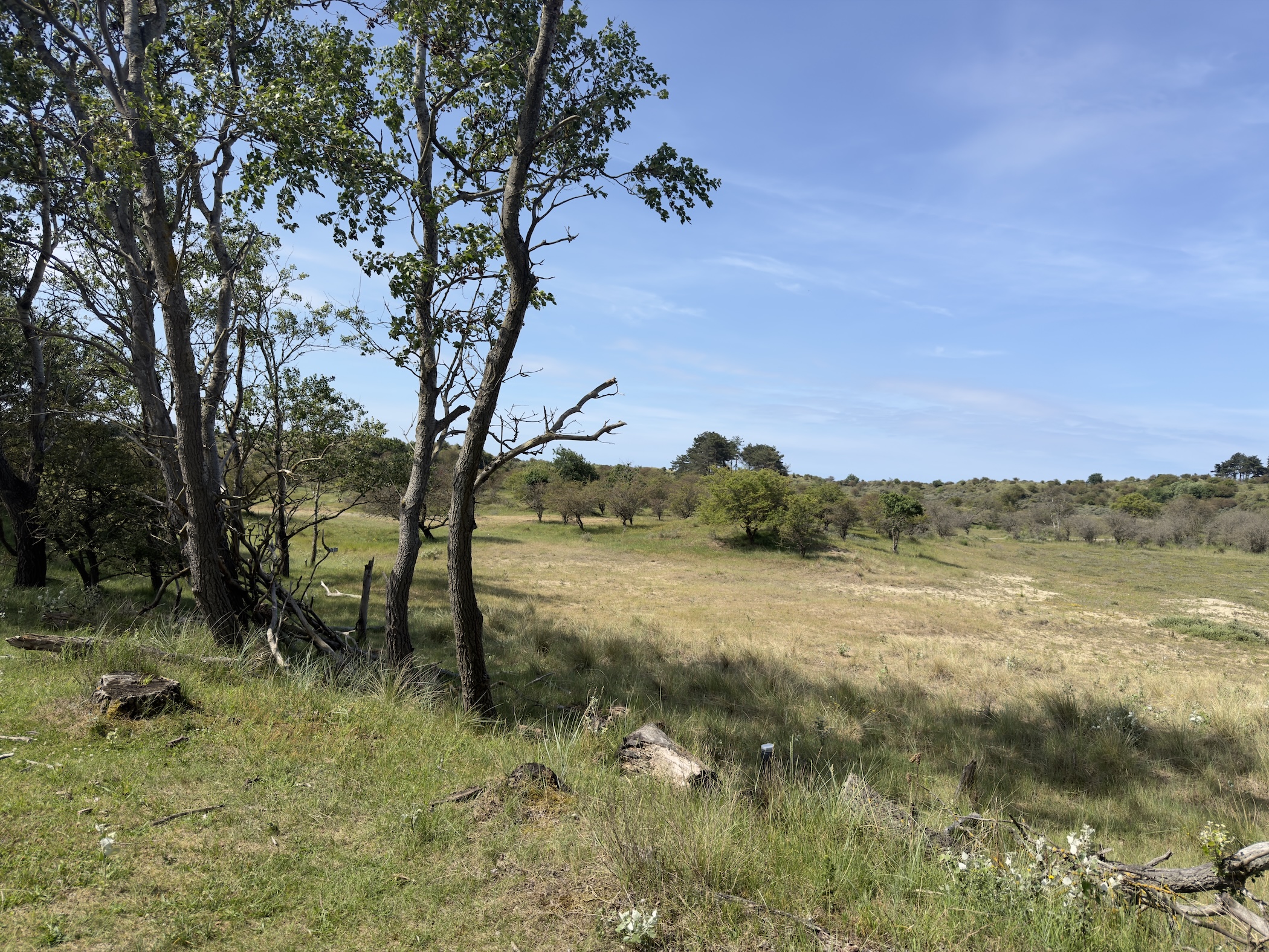 Bare and leafy trees fringing rolling dune grassland under a lightly clouded sky.