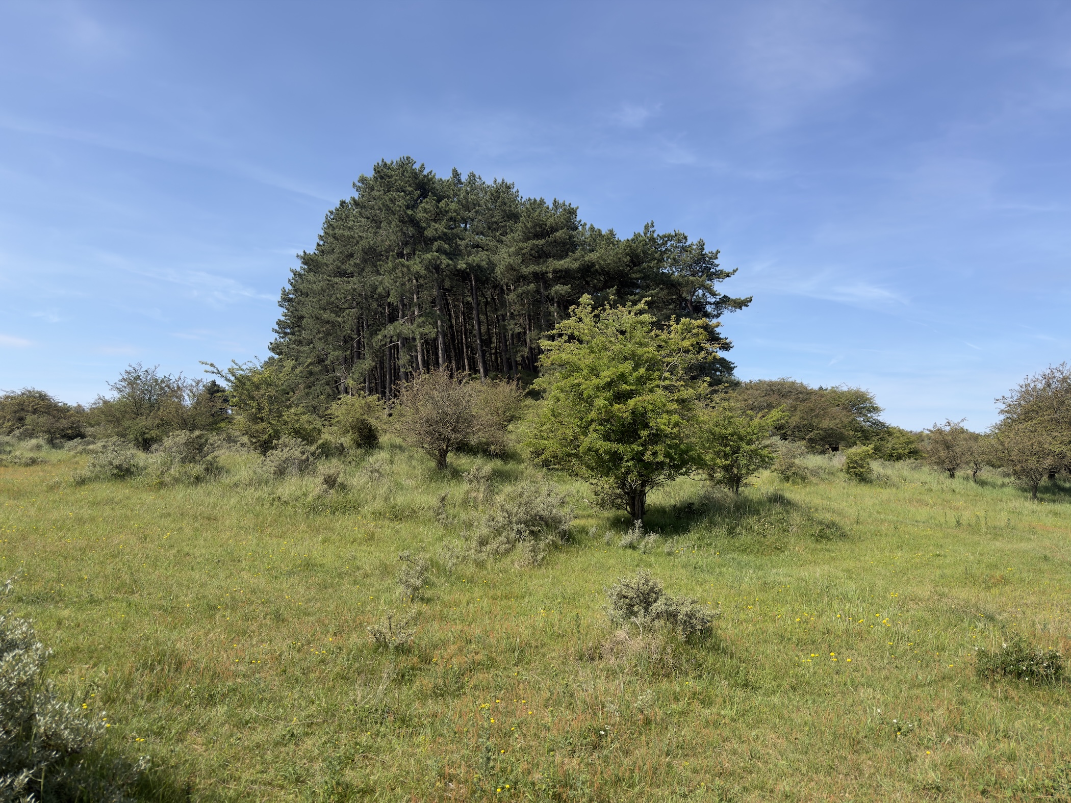 A dense stand of pine trees rising above rough dune grassland on a sunny day.