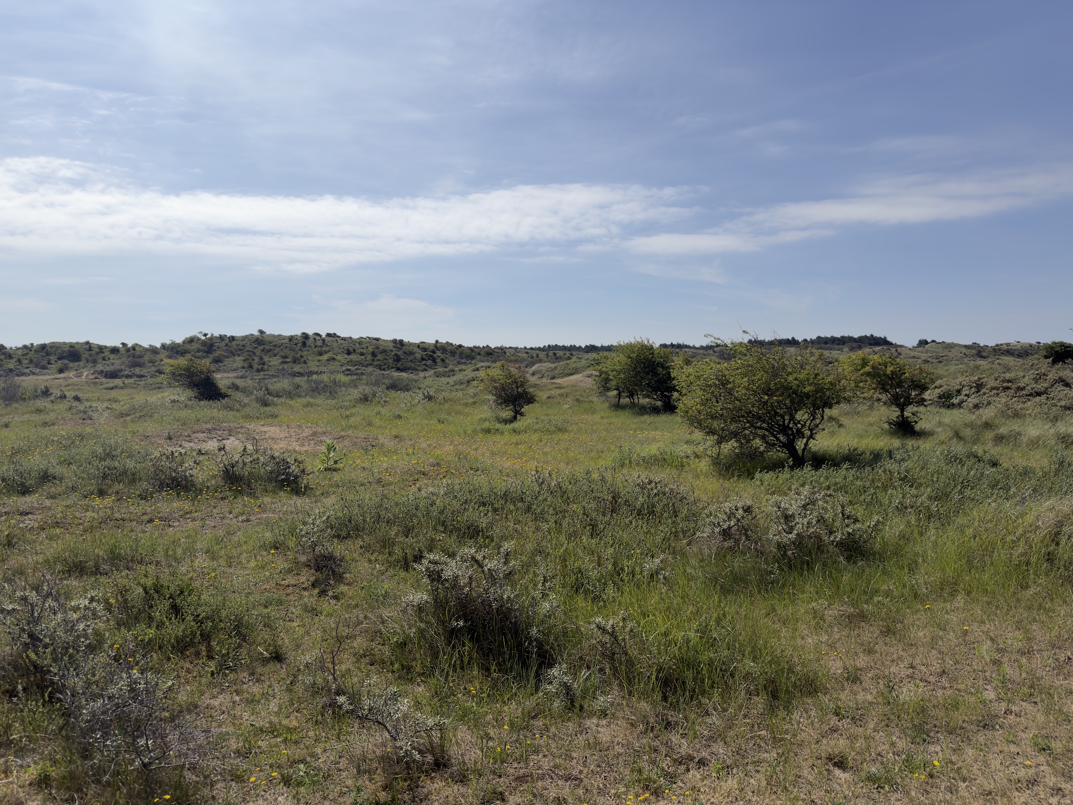 Open dune heath of scrub and grasses stretching to low hills under scattered cloud.