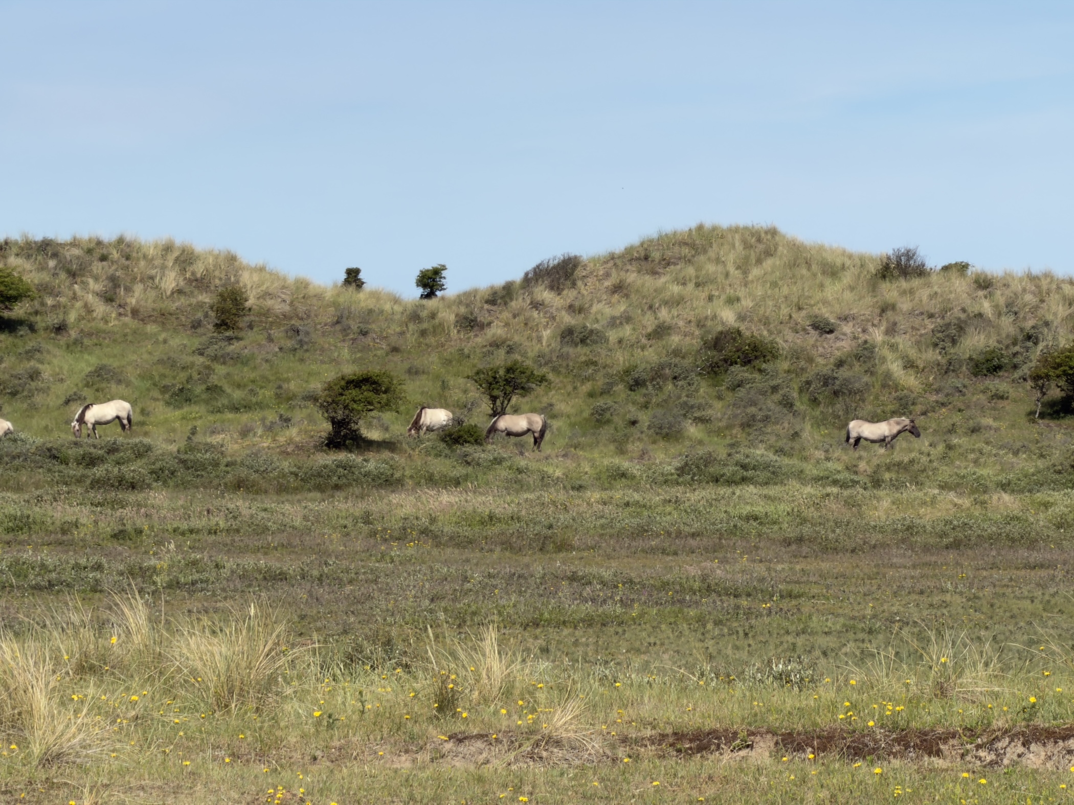 Wild Konik ponies grazing on grass below a long grassy dune ridge.