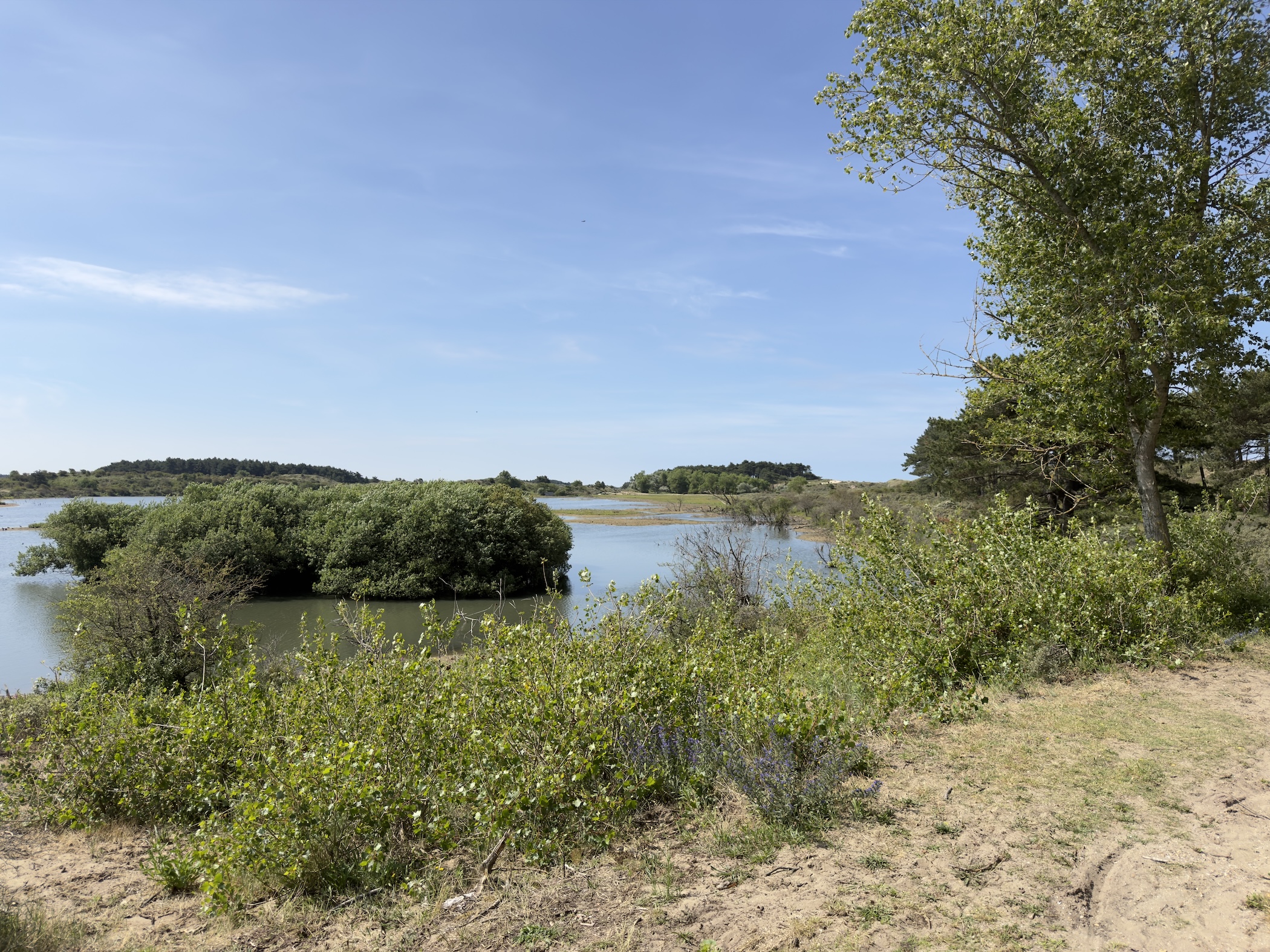 A reed-edged dune pool with islets of scrub seen from a sandy bank.