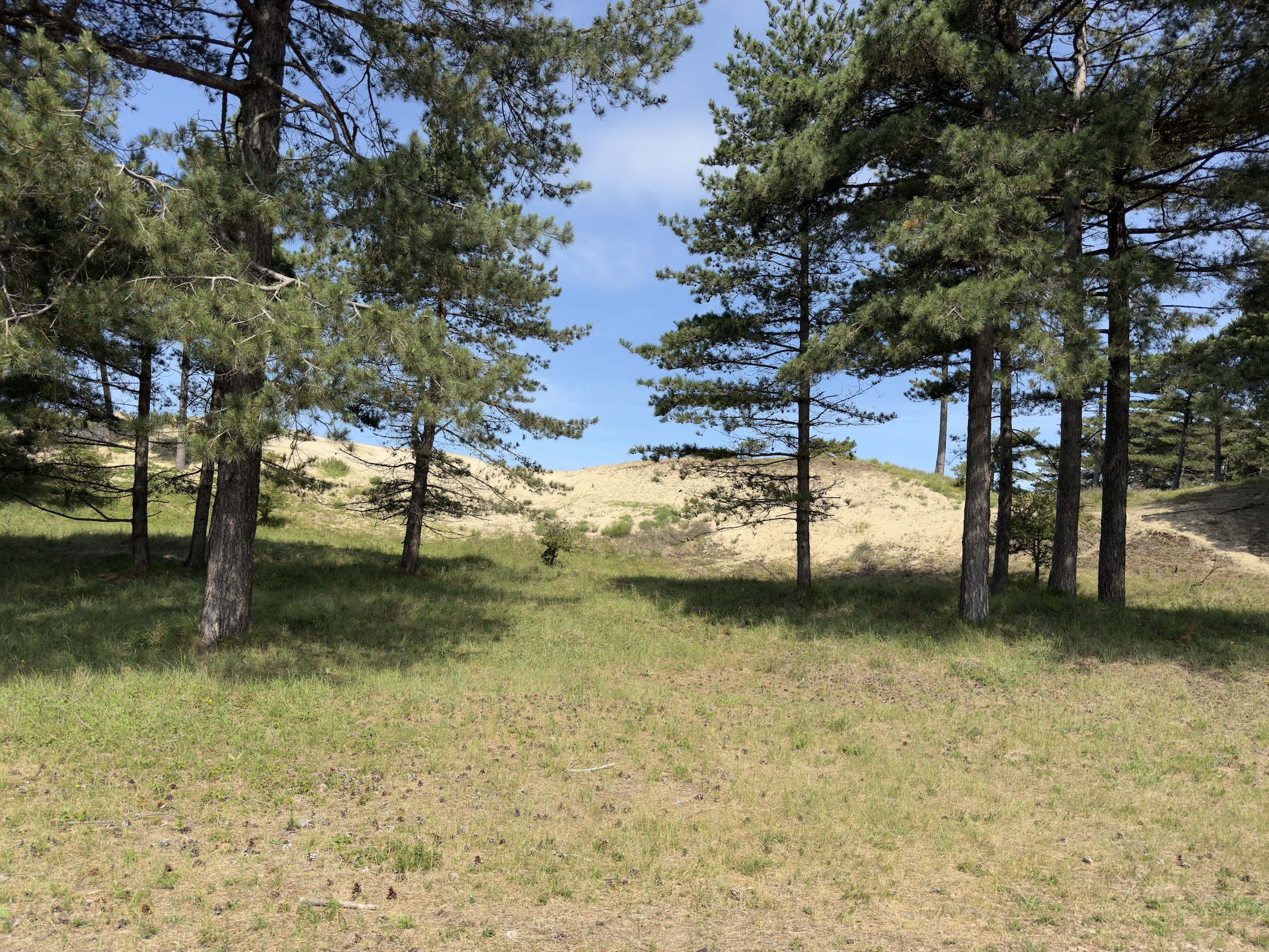 Pine trees casting shadows across a sunlit clearing before a pale sand dune.
