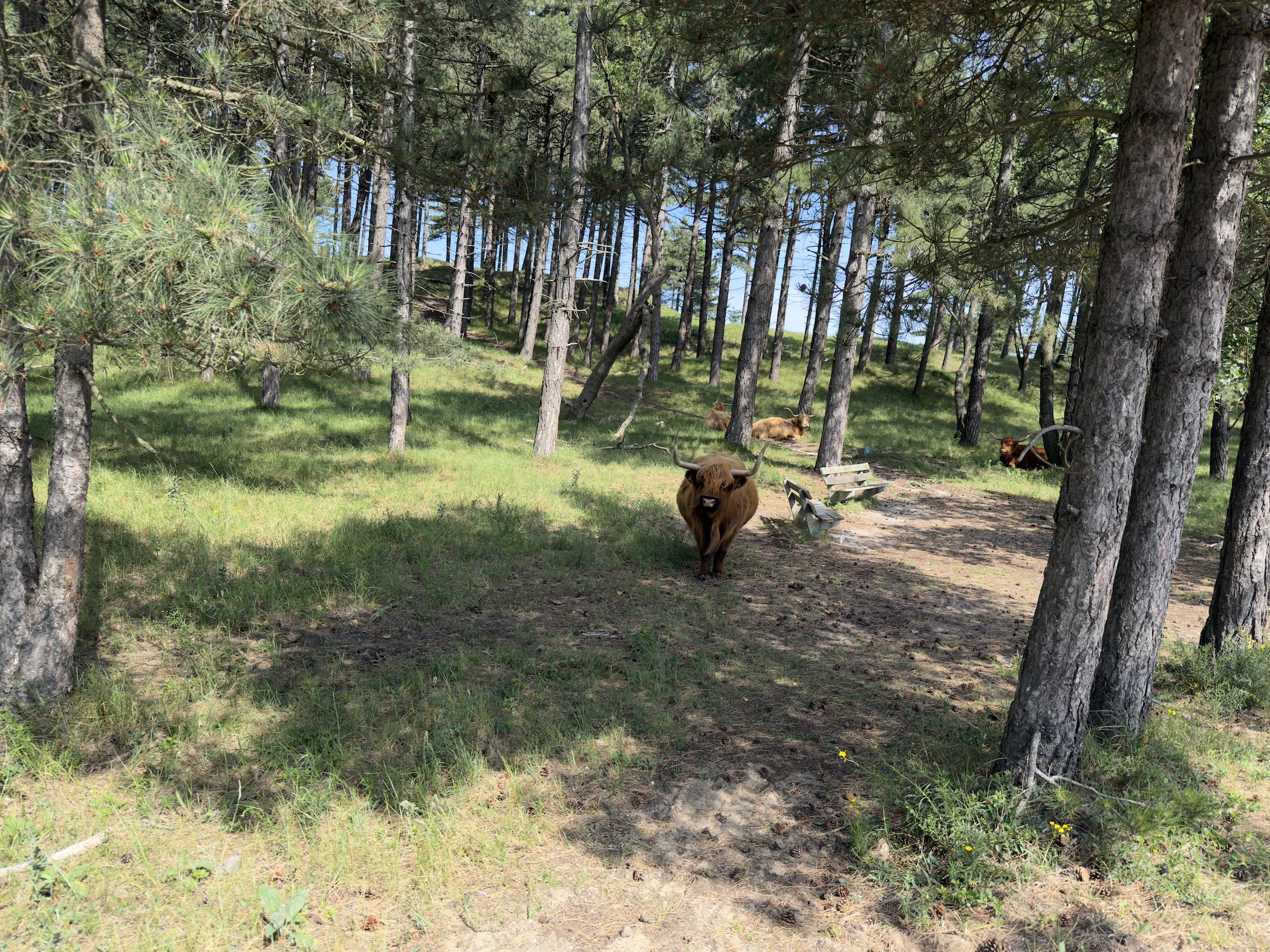 A brown Highland cow walking towards the camera through a shaded pine wood.