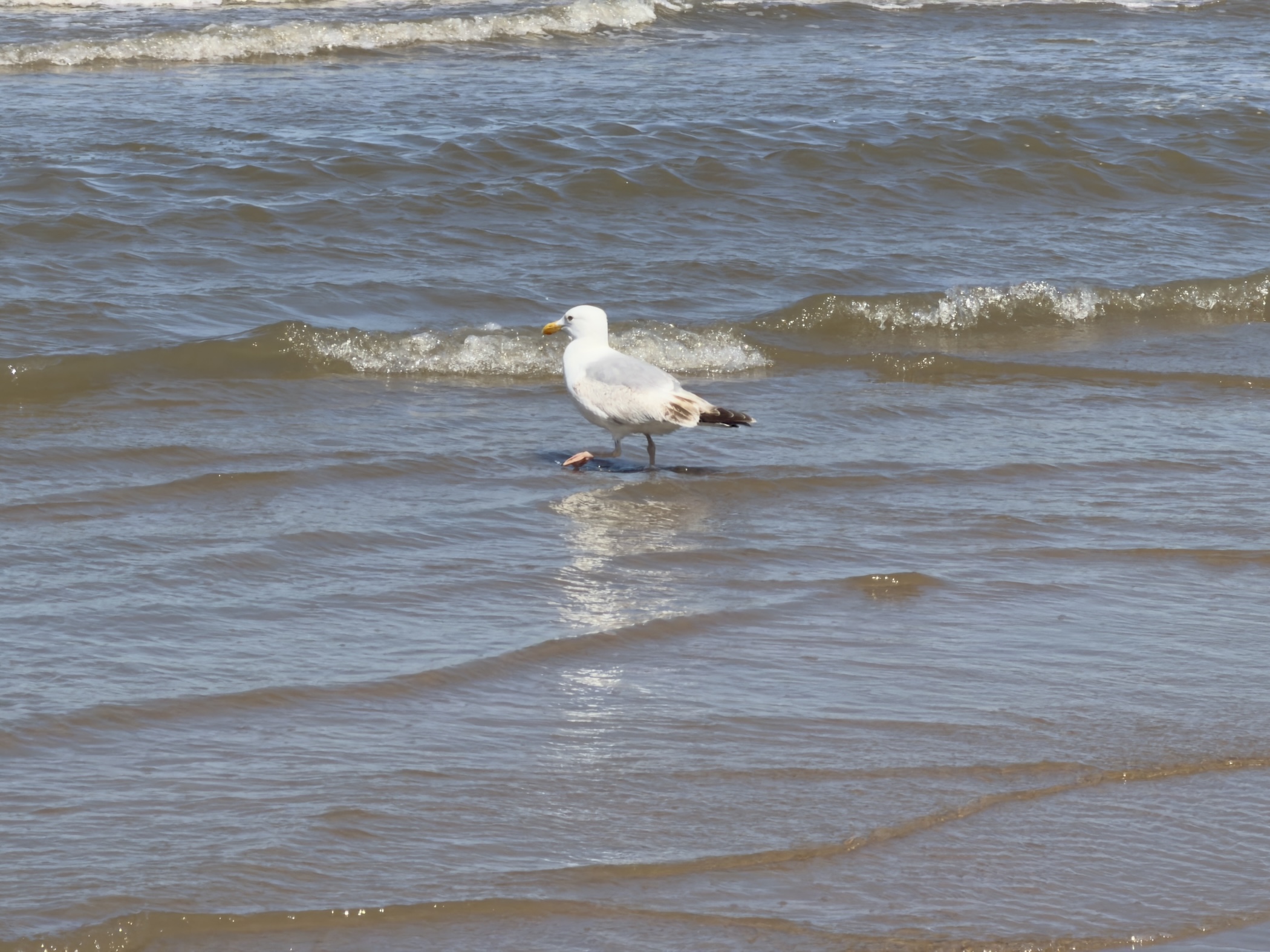 A herring gull standing in shallow rippling surf at the edge of the water.
