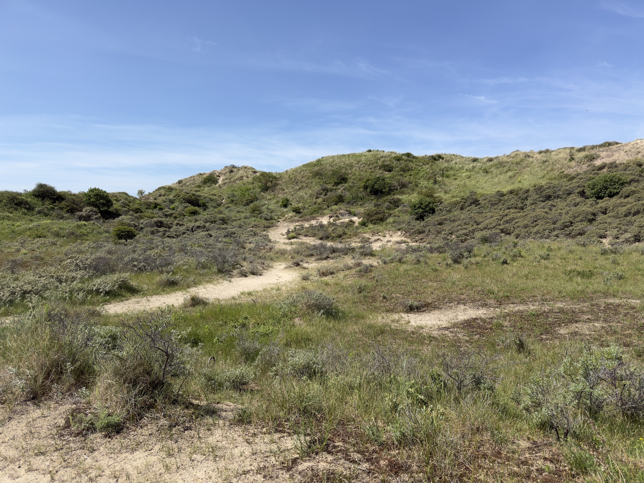 A sandy footpath climbing a grassy dune covered in shrubs and rough vegetation.