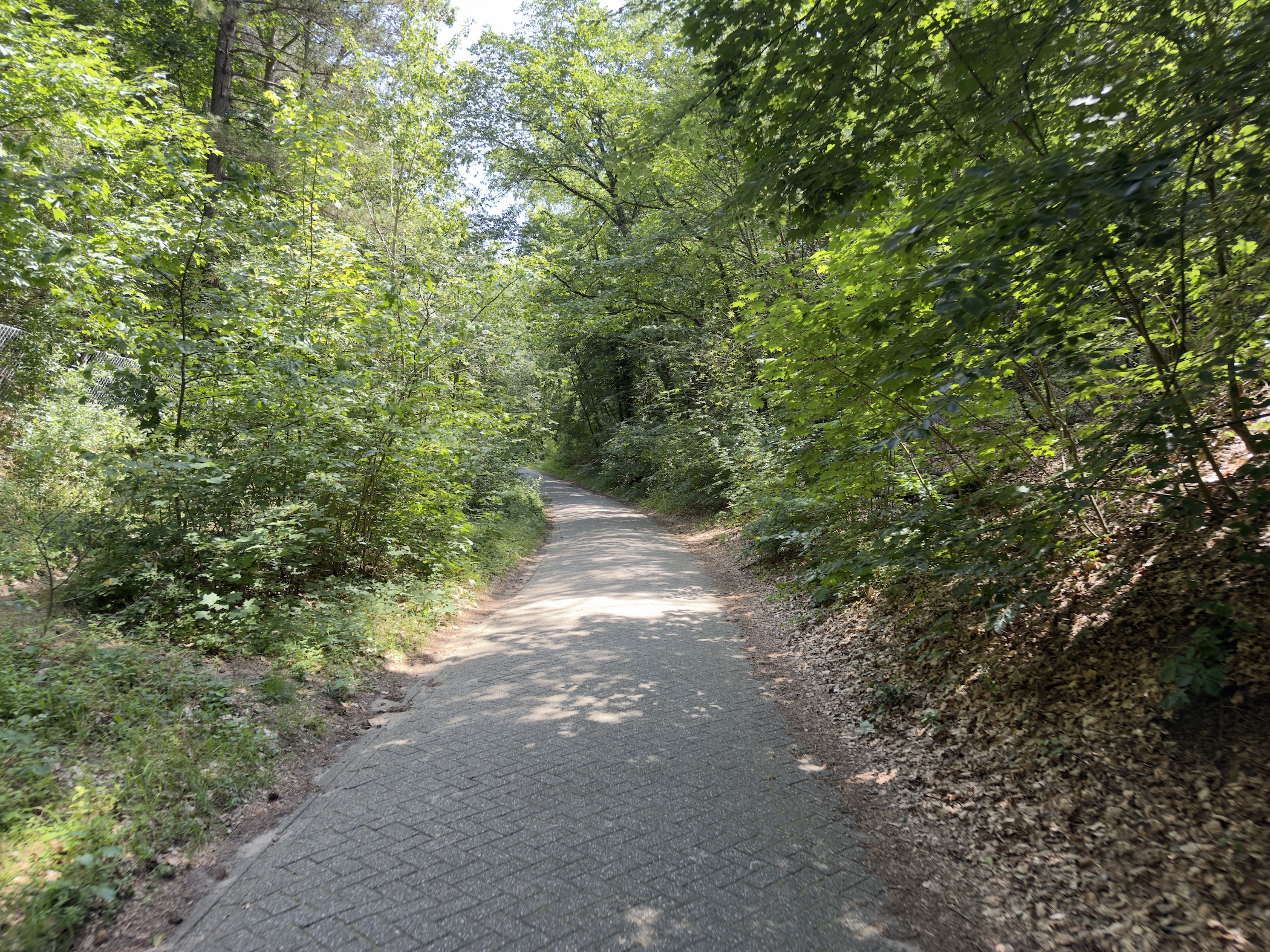A paved cycle path winding uphill through dense green woodland in dappled sunlight.