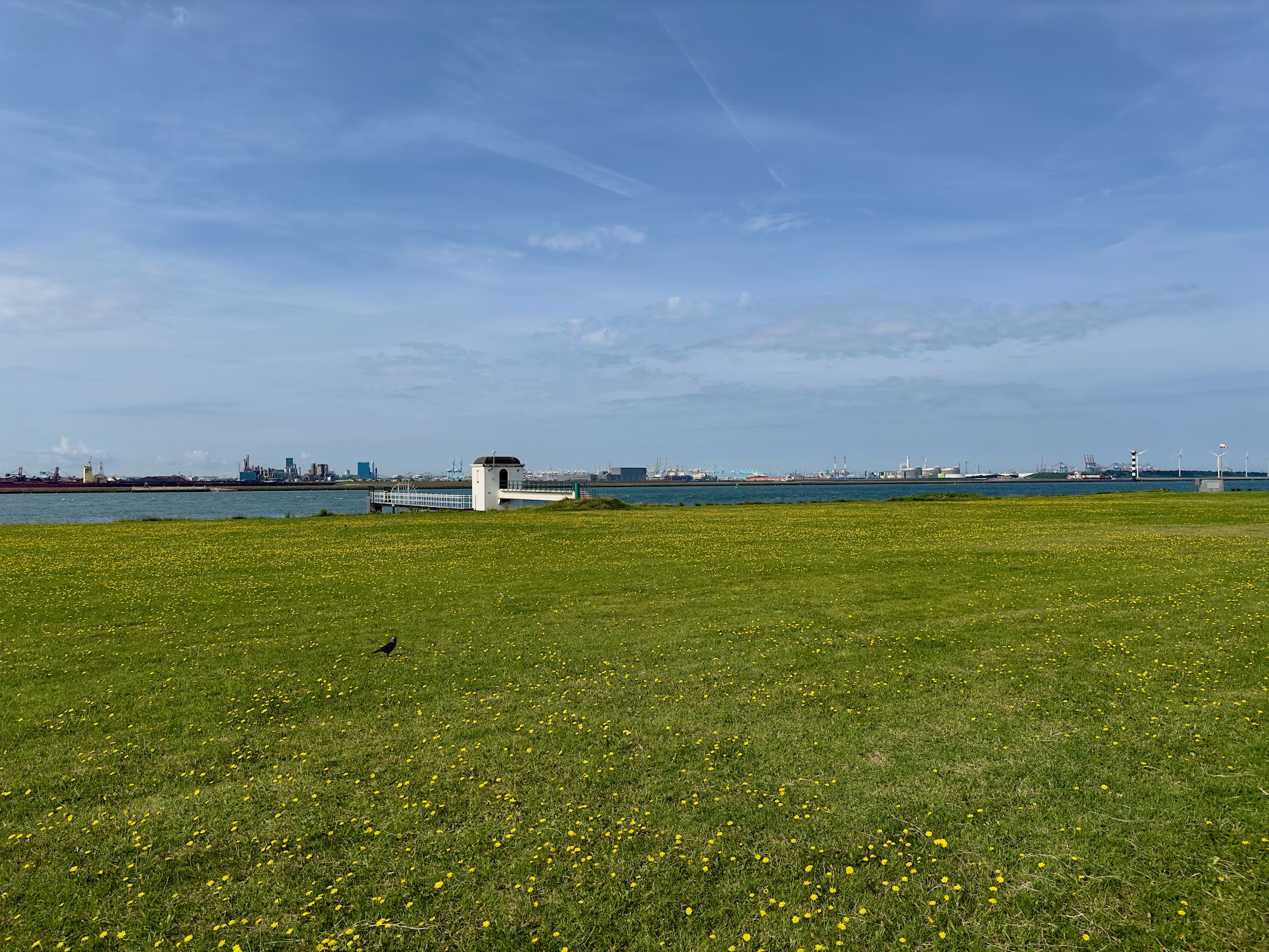 Green field with the Nieuwe Waterweg in the background.