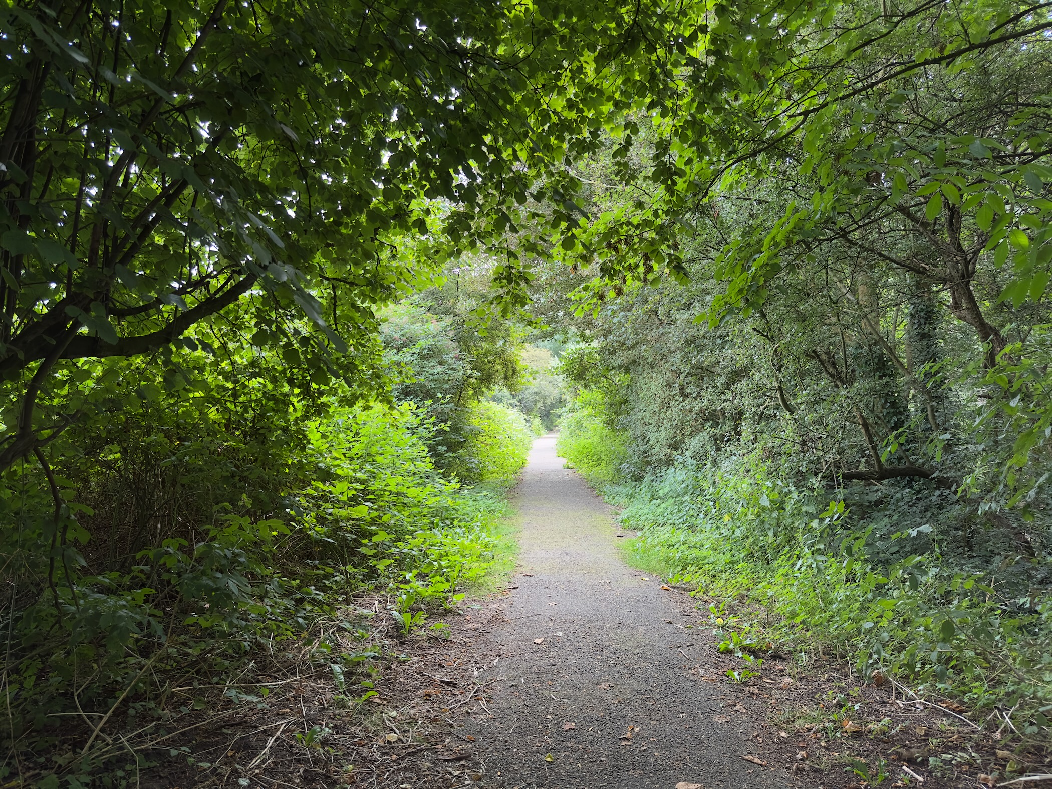 Path in the forest