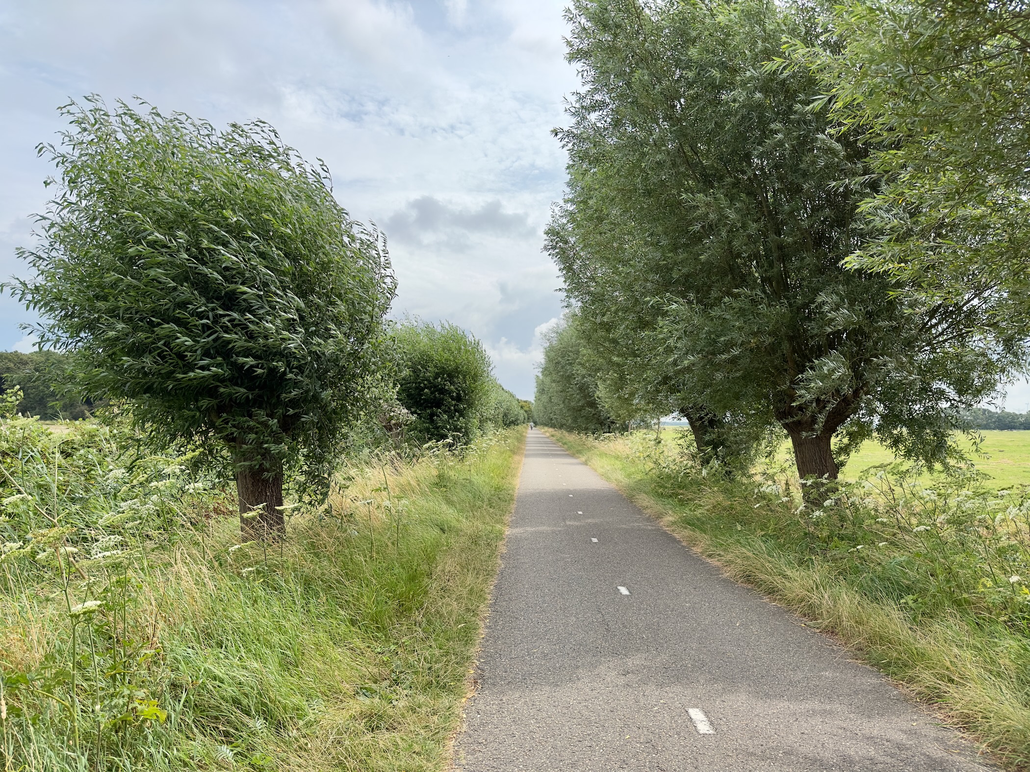 Bike path with threes next to it