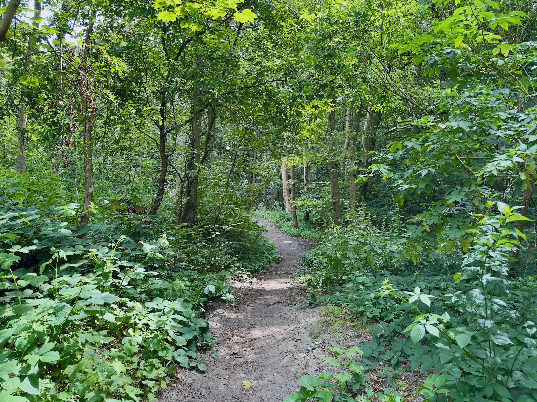 Path in the forest