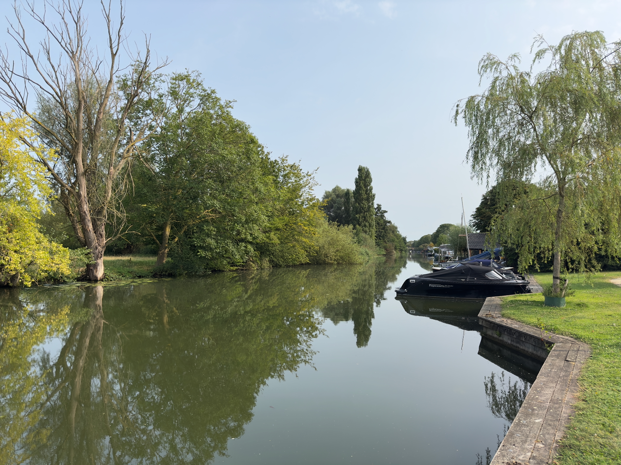 Willow trees