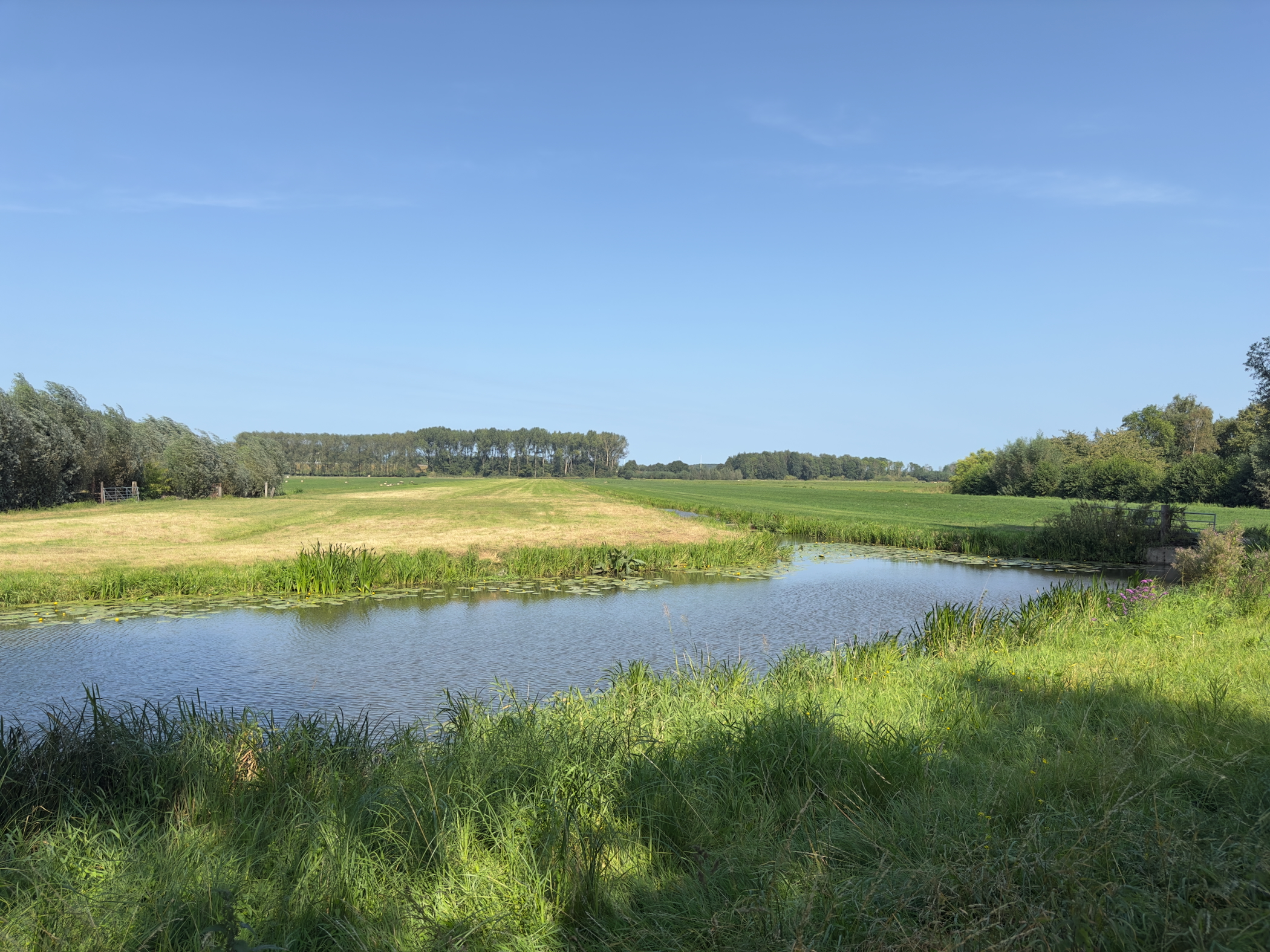 Old Maas 3