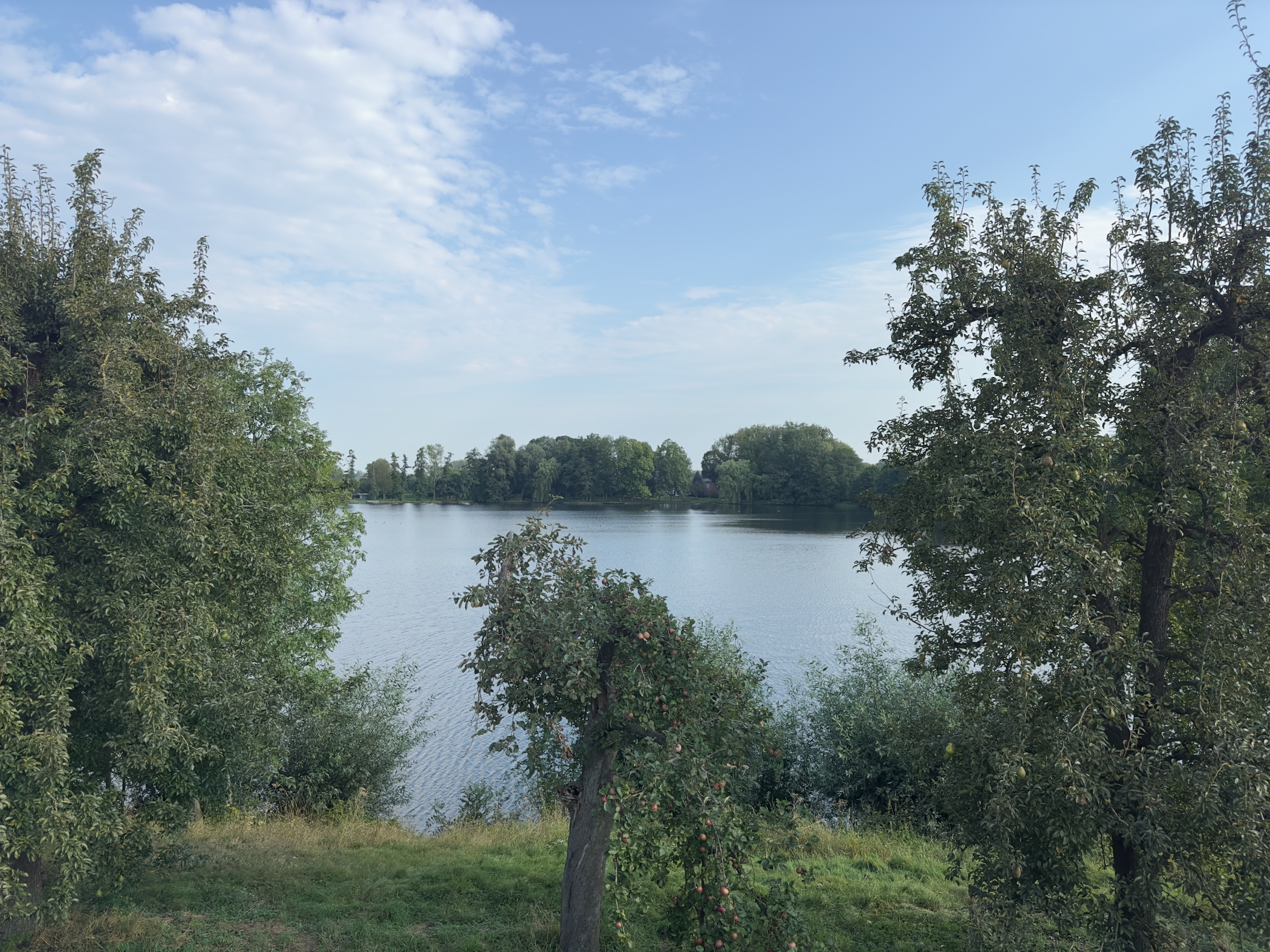 Willow trees