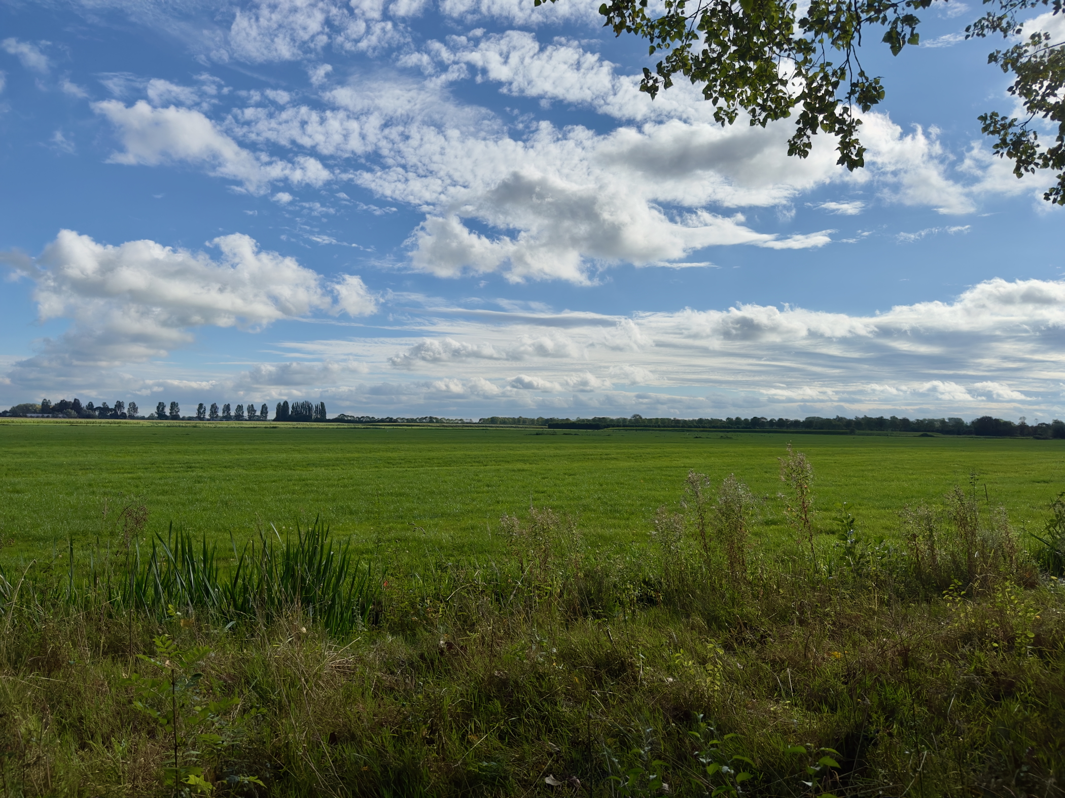 Old Maas