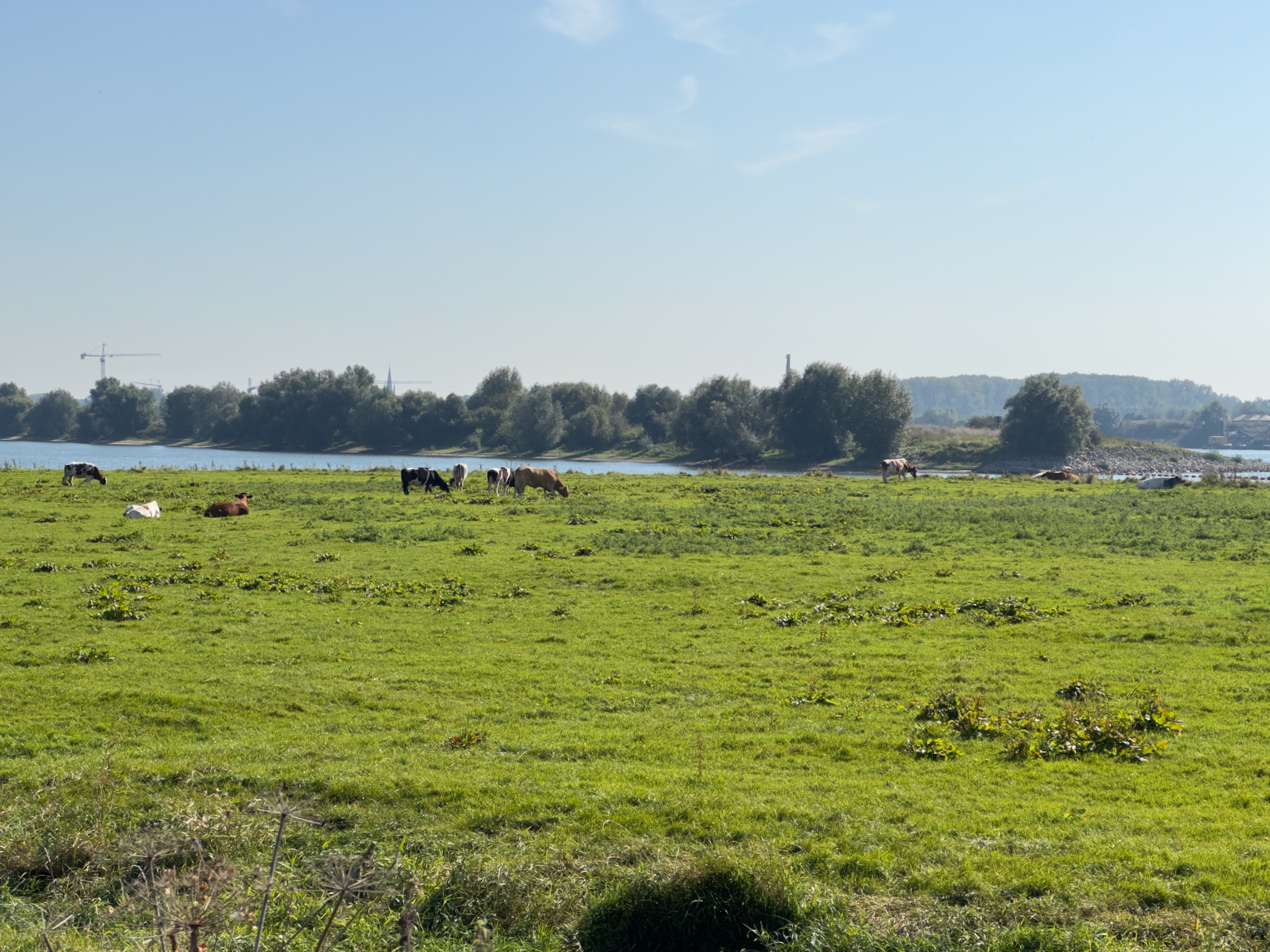 The Waal