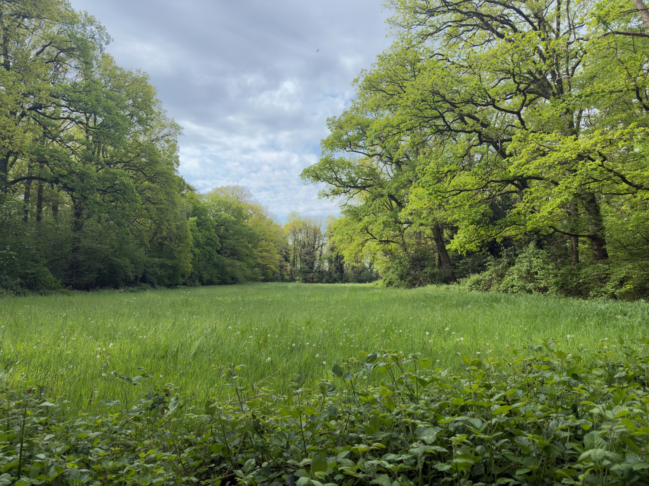Forest clearing with a wide grassy meadow surrounded by oaks in fresh spring foliage