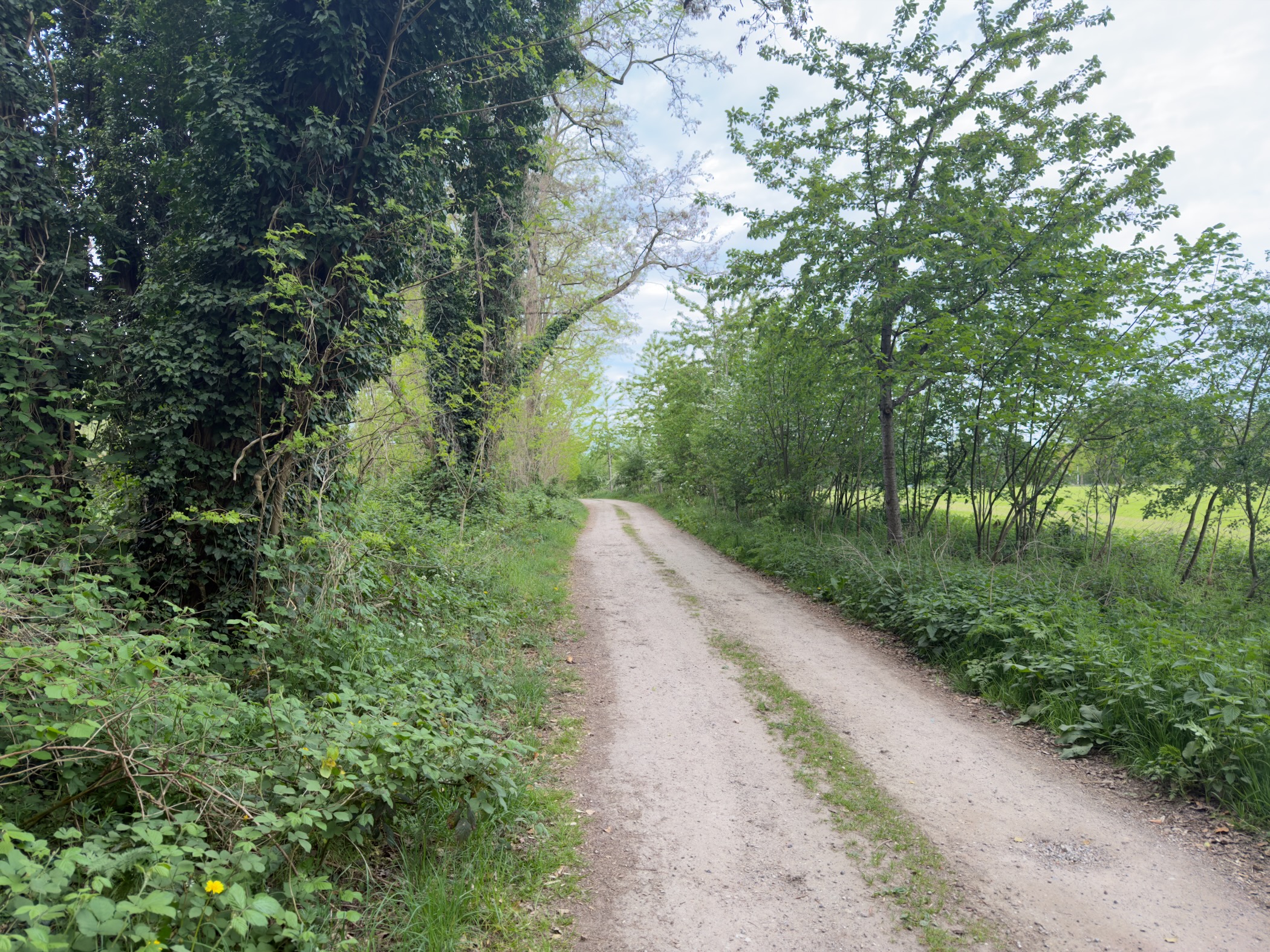 Sandy farm track running between a green hedgerow and open fields under a cloudy sky